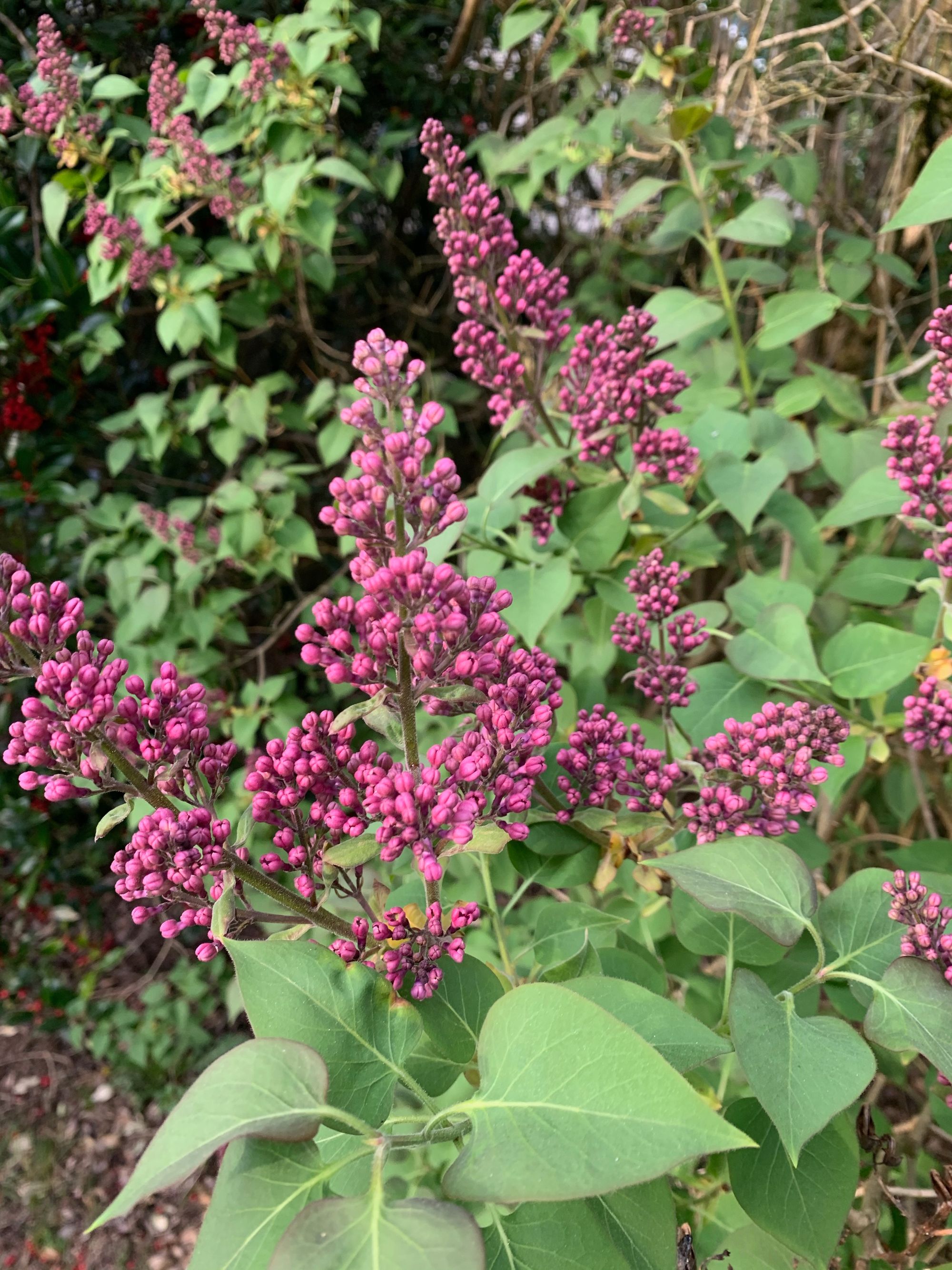 lilacs, just about to bloom