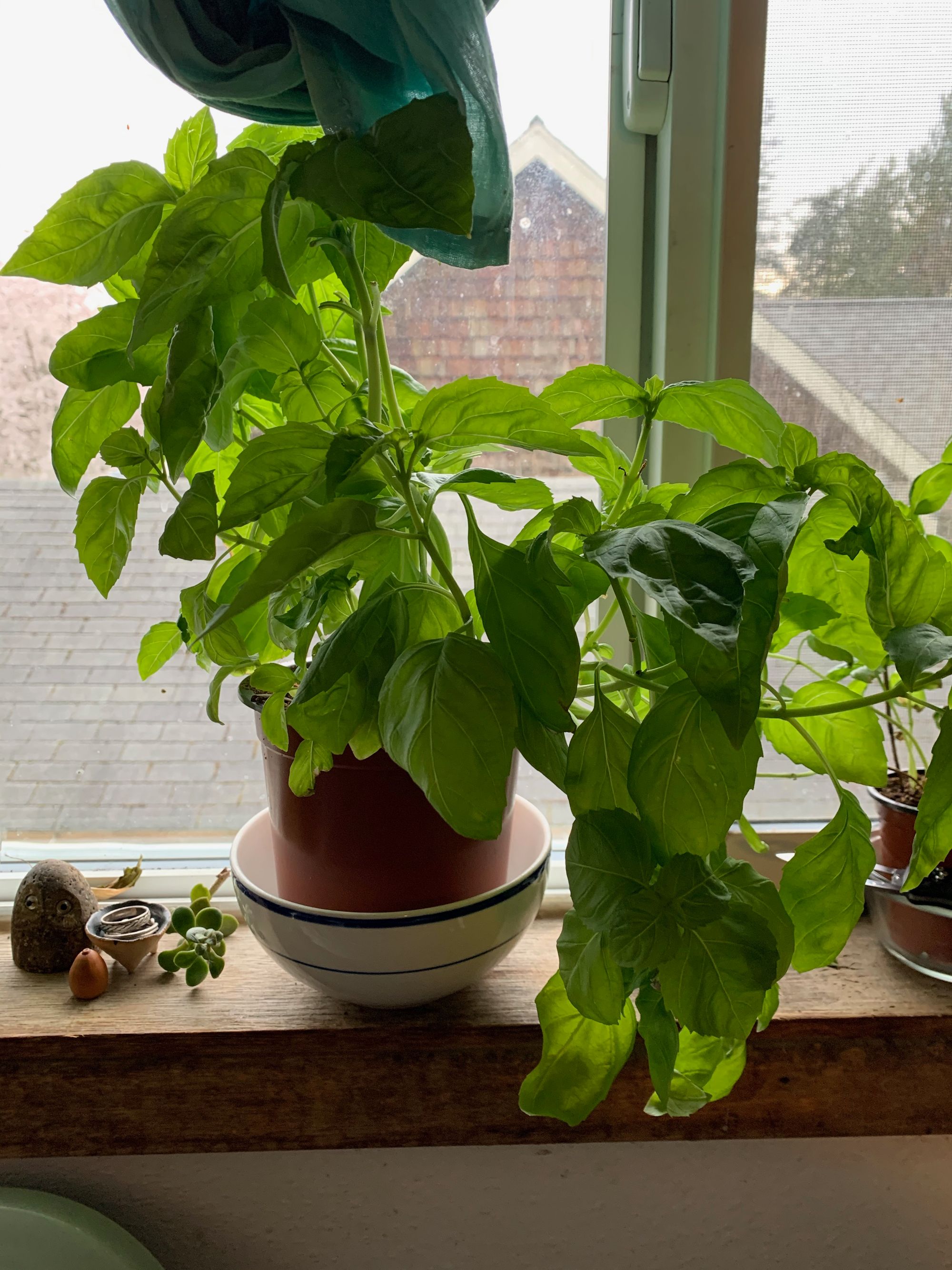 pot of basil on windowsill