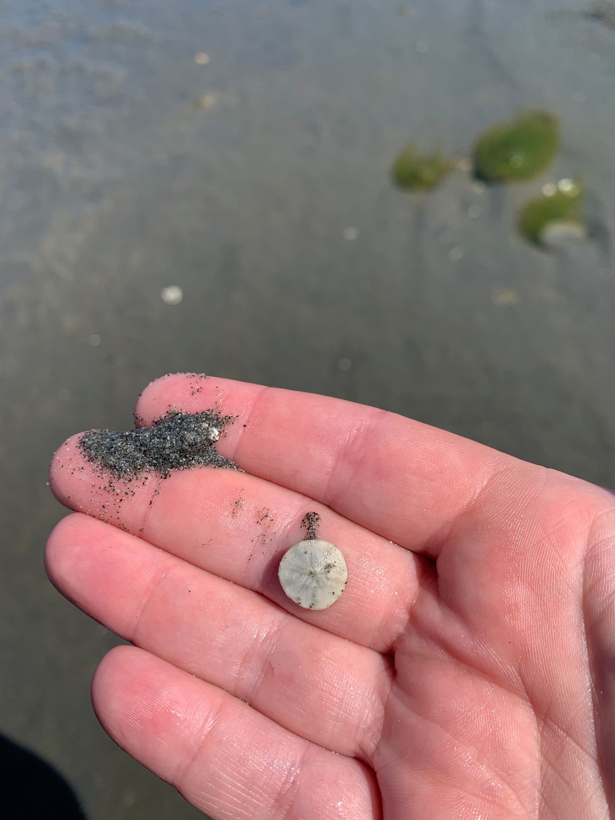 large pink hand, tiny sand dollar shell