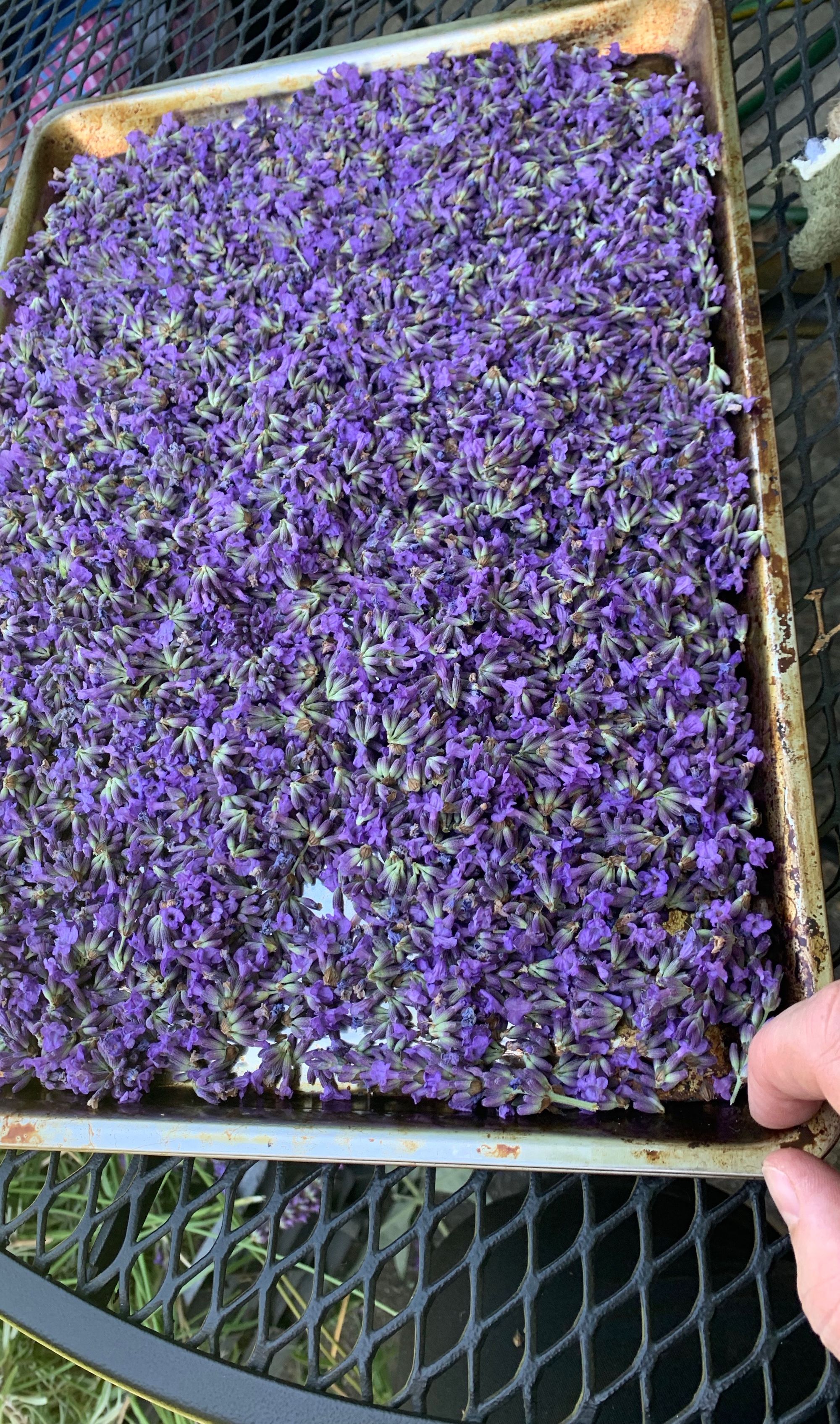 metal tray of small lavender flowers on an iron table, fingers holding tray at corner