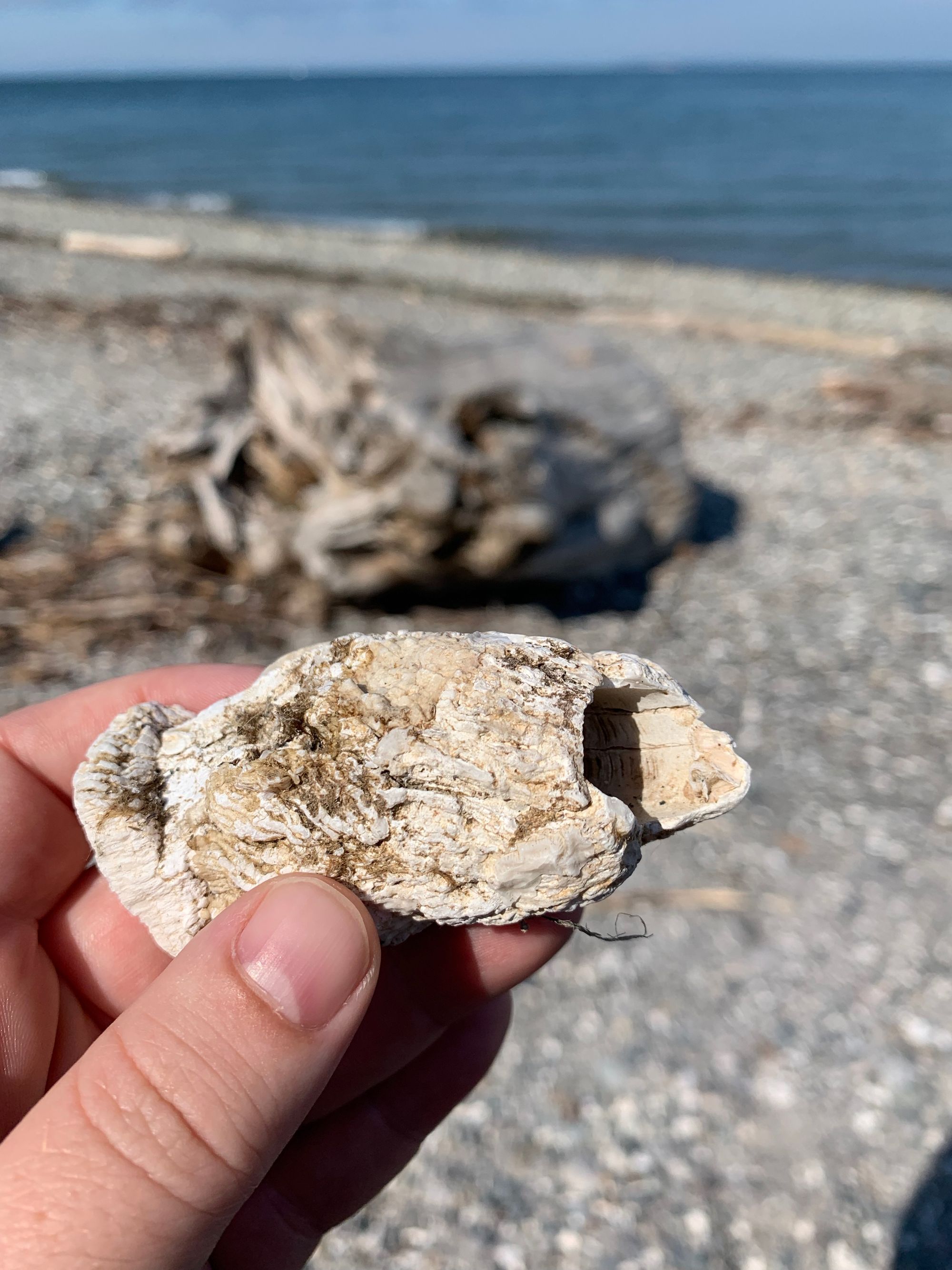 hand holding barnacle shell against beach background