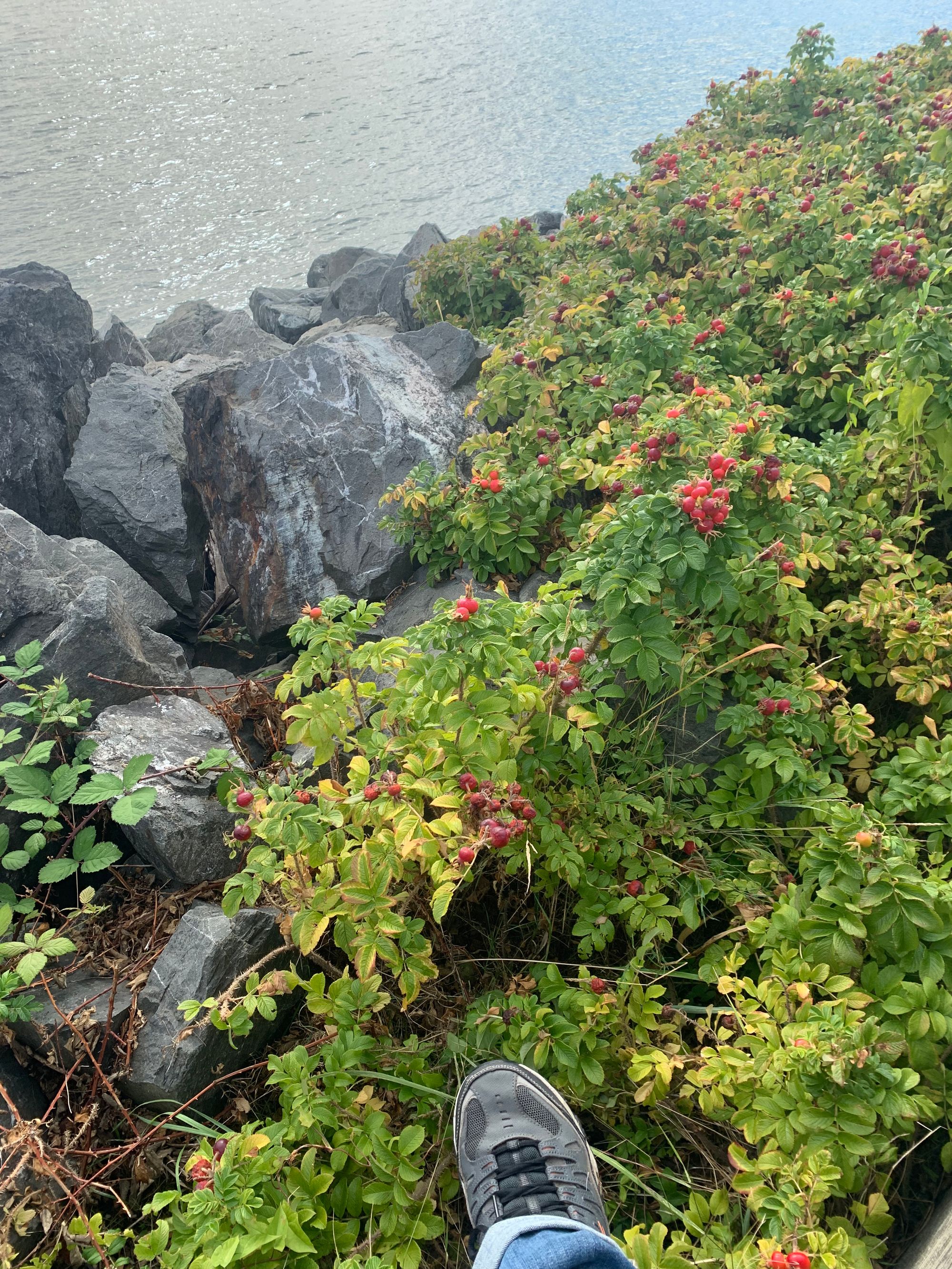  a grey sneaker, a rose thicket, grey rocks & water