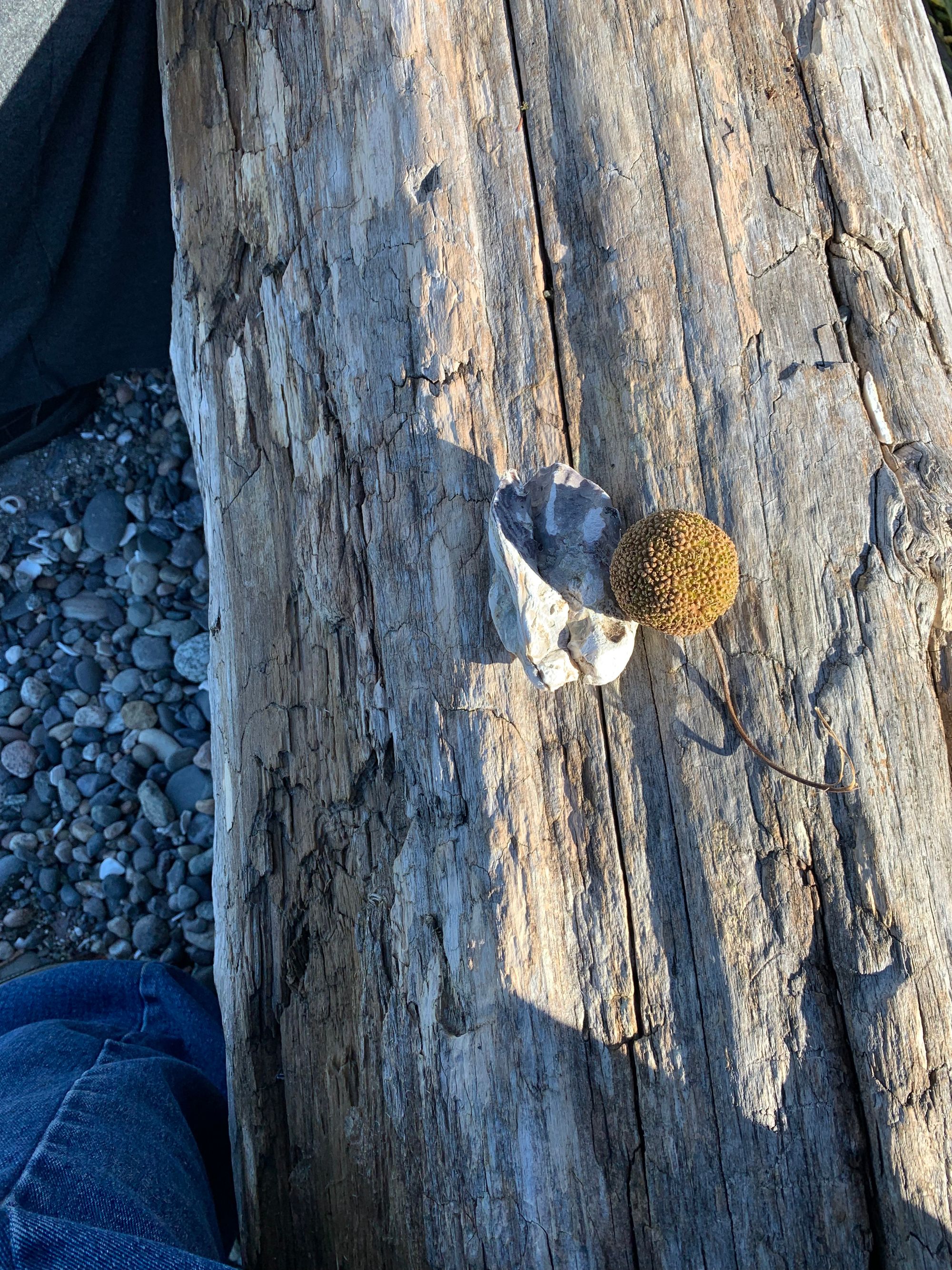 empty oyster shell & seed pod on driftwood log