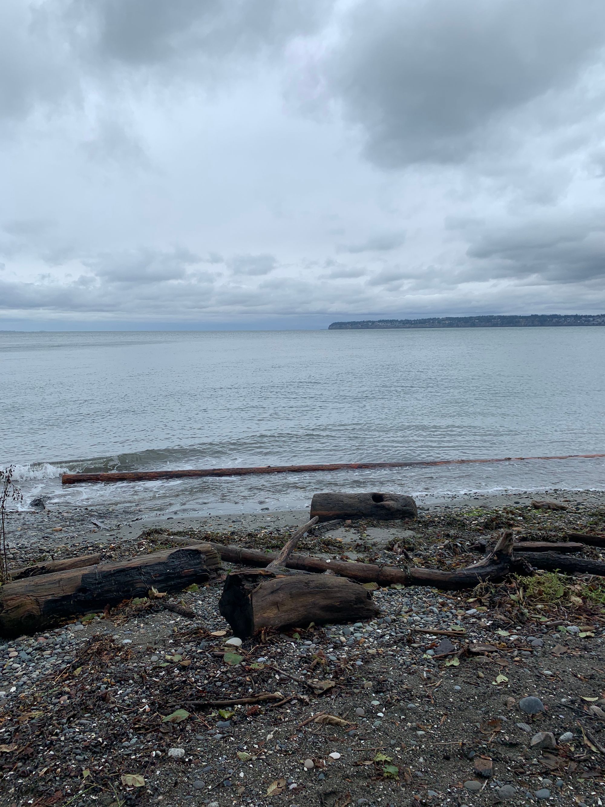 grey landscape: sea and distant shore, logs on beach