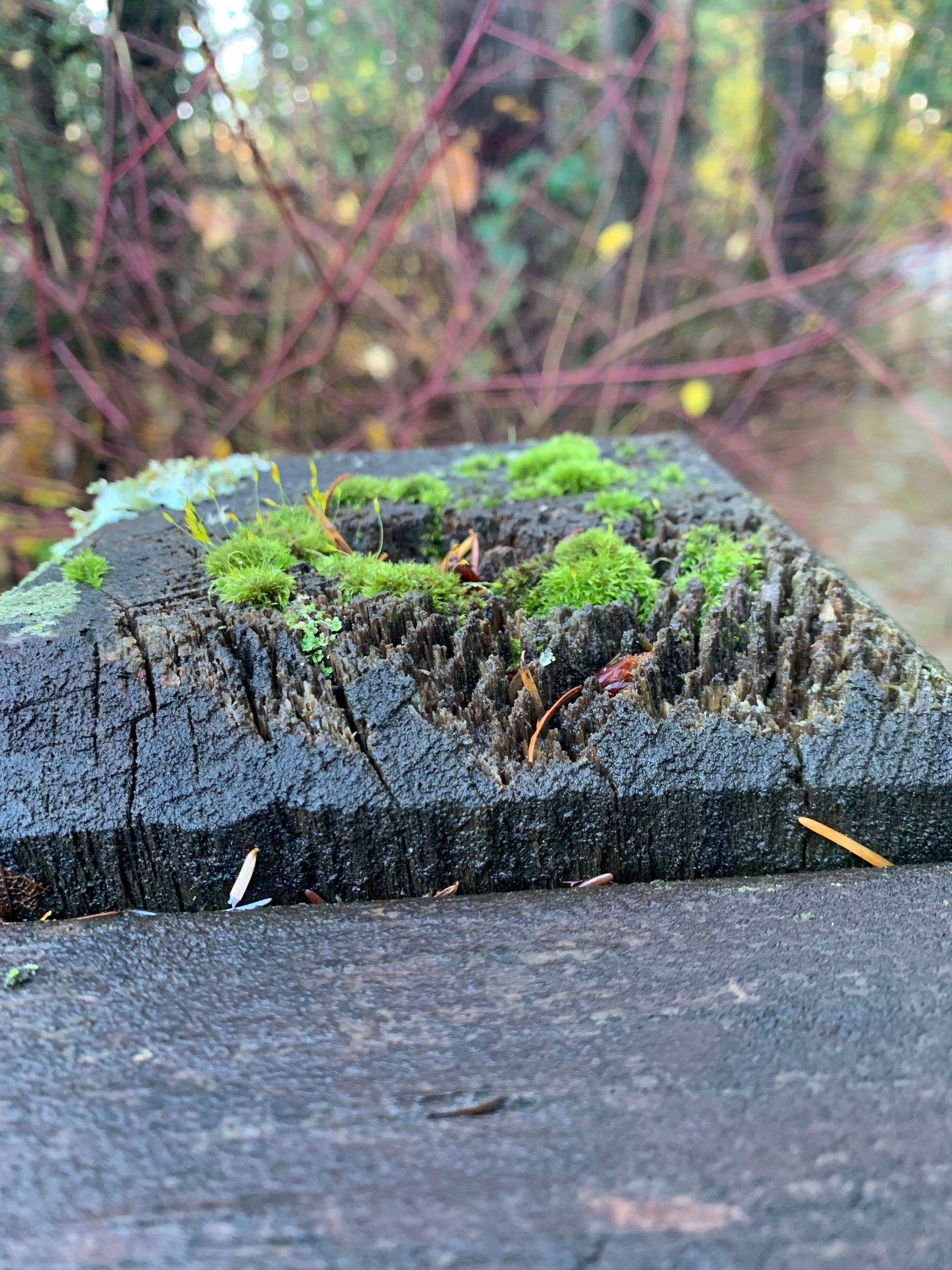 moss on a gatepost