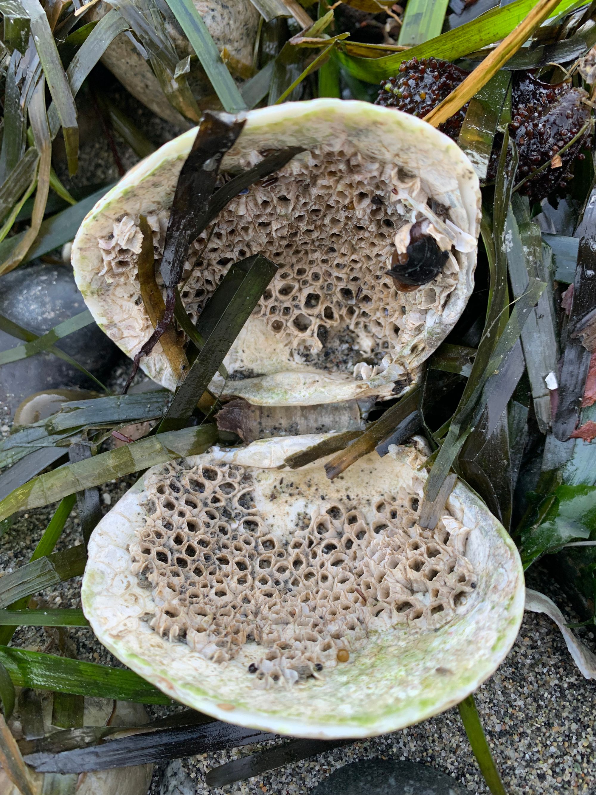 barnacles in an empty shell on a bed of seaweed