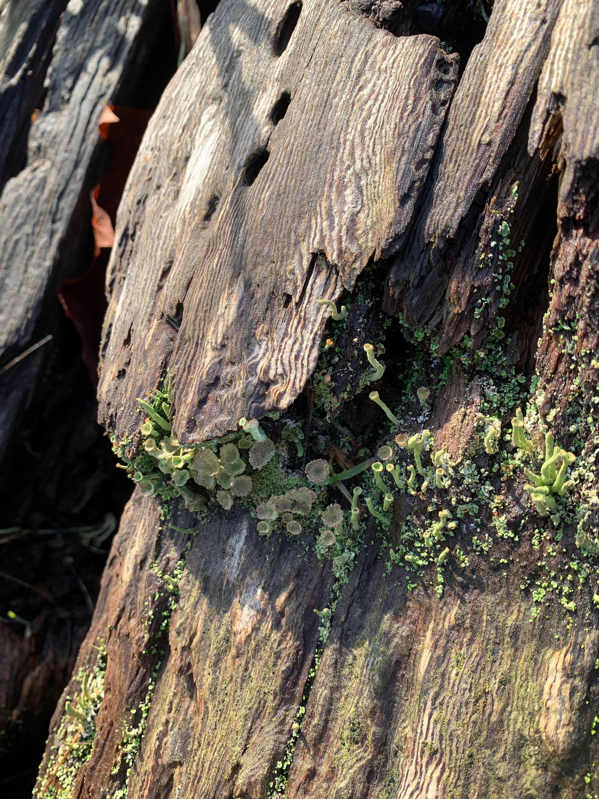 lichen and moss on a rotting log