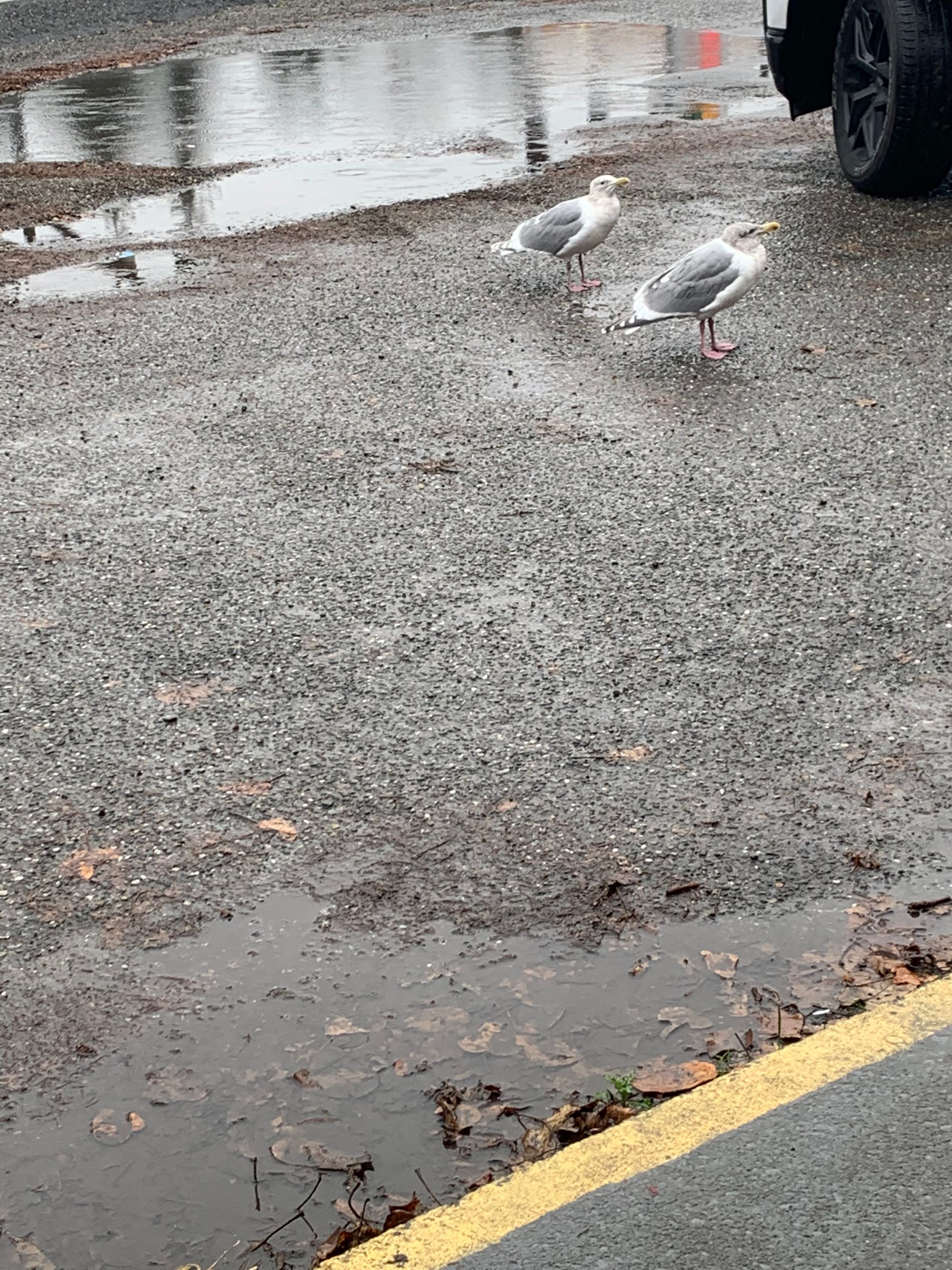 two seagulls in a grey parking lot, big puddles, car tire