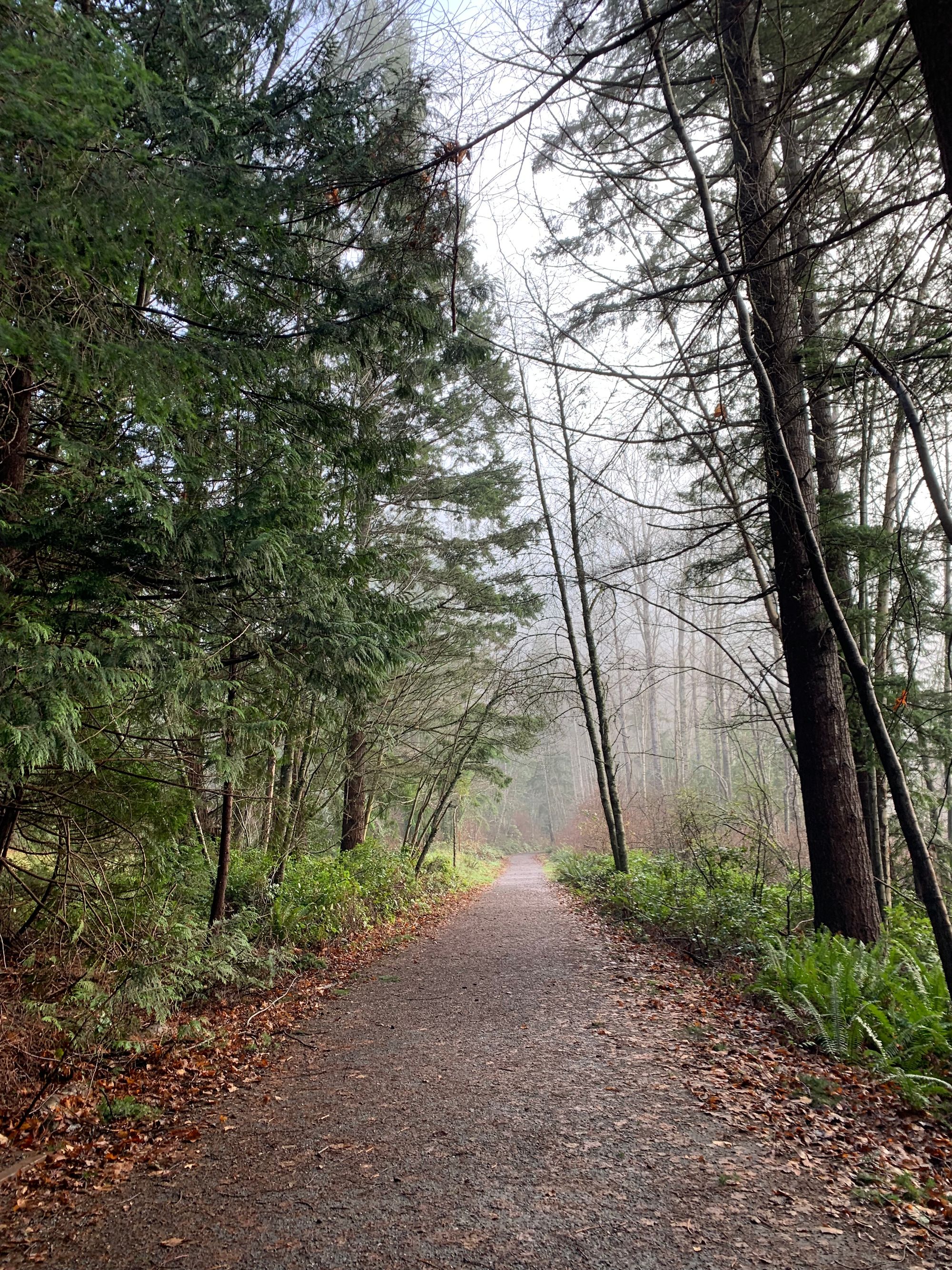 gravel trail, evergreen trees & ferns, mist