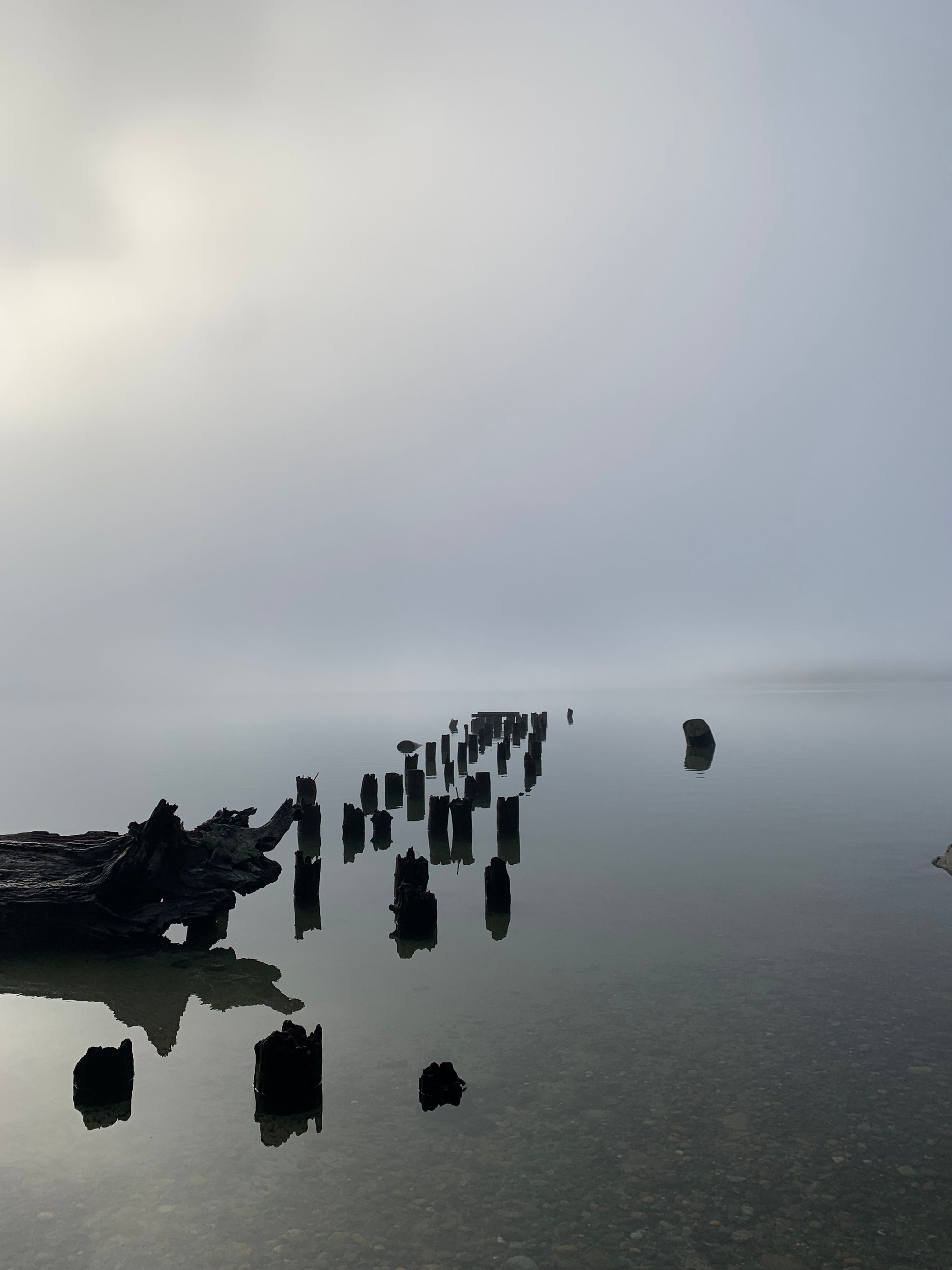 a gnarled tree, stumps of wood where a pier used to be, mist & grey water