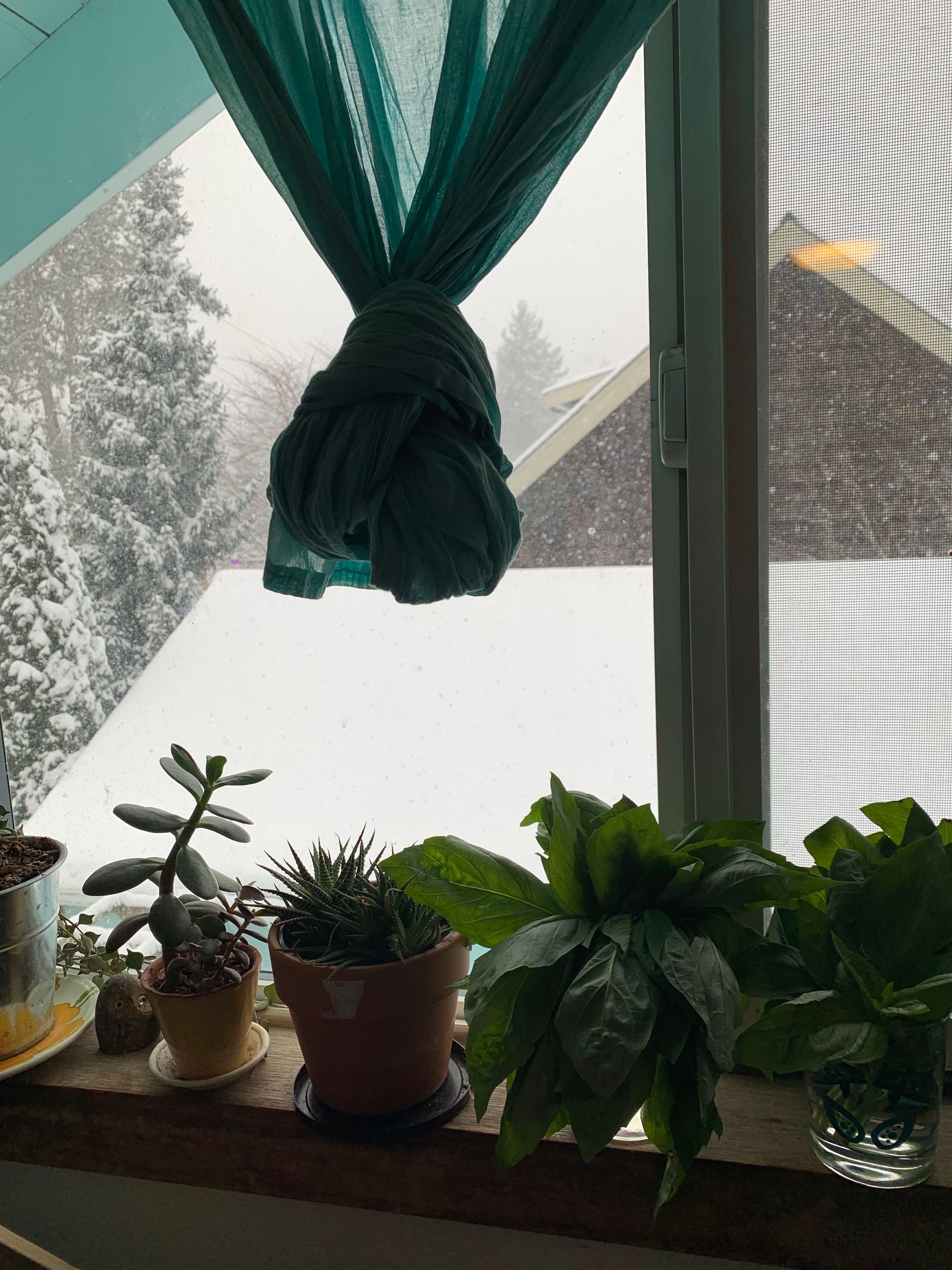 windowsill with plants & glasses of basil, snowy white rooftops outside