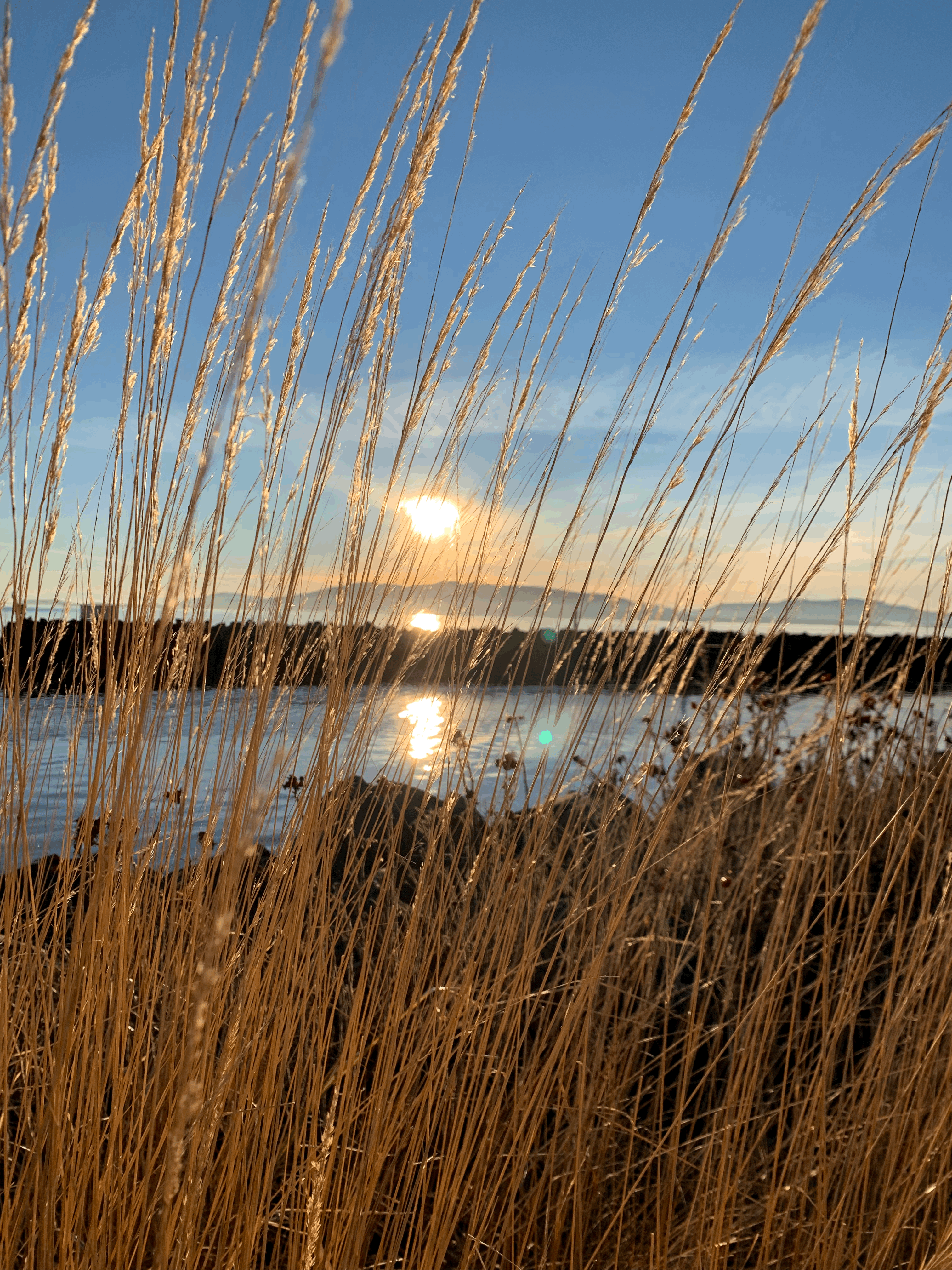 tall dry grass, blue water with islands beyond, sun close to setting, blue sky