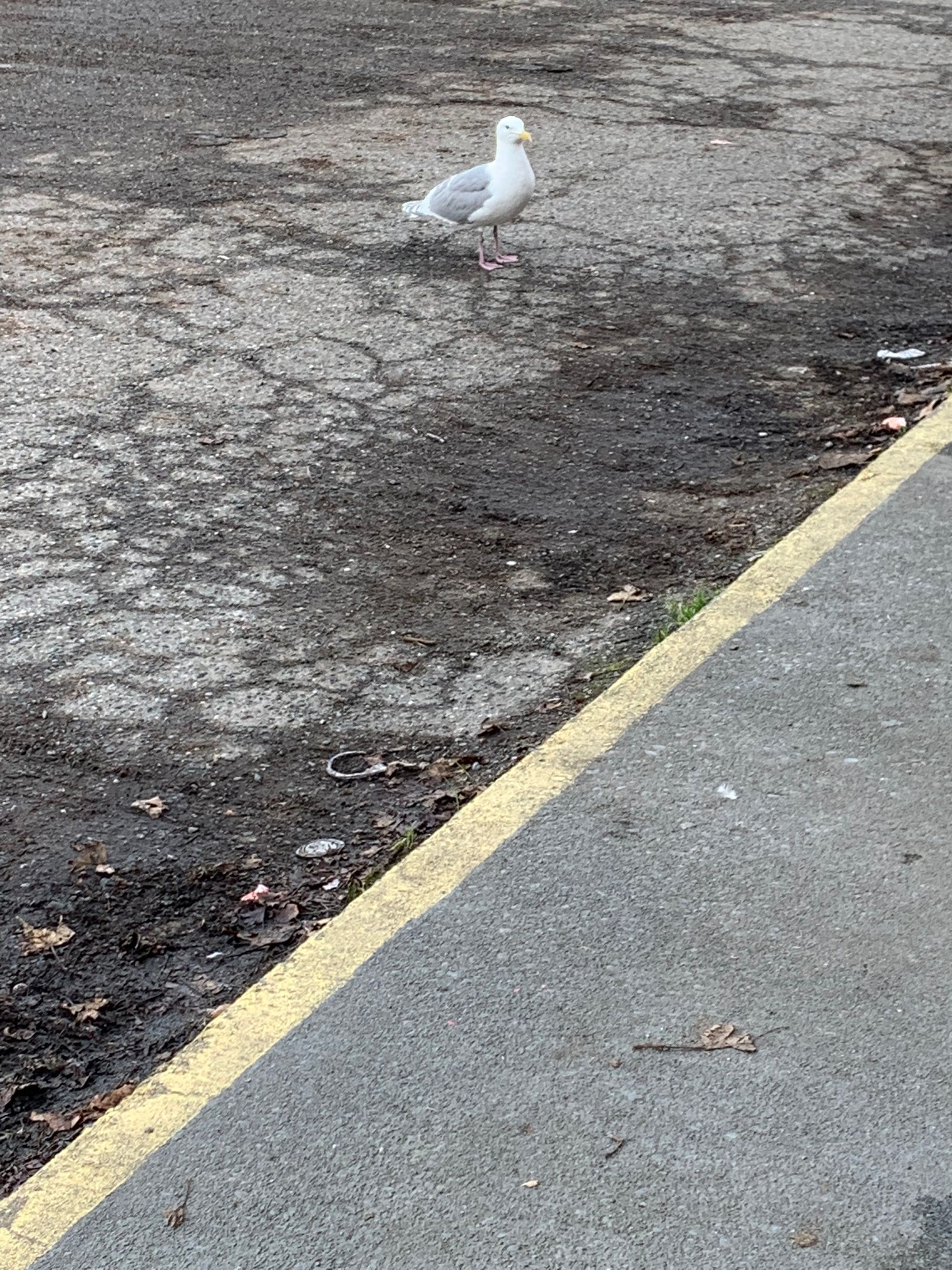 white & grey seagull, dirty parking lot