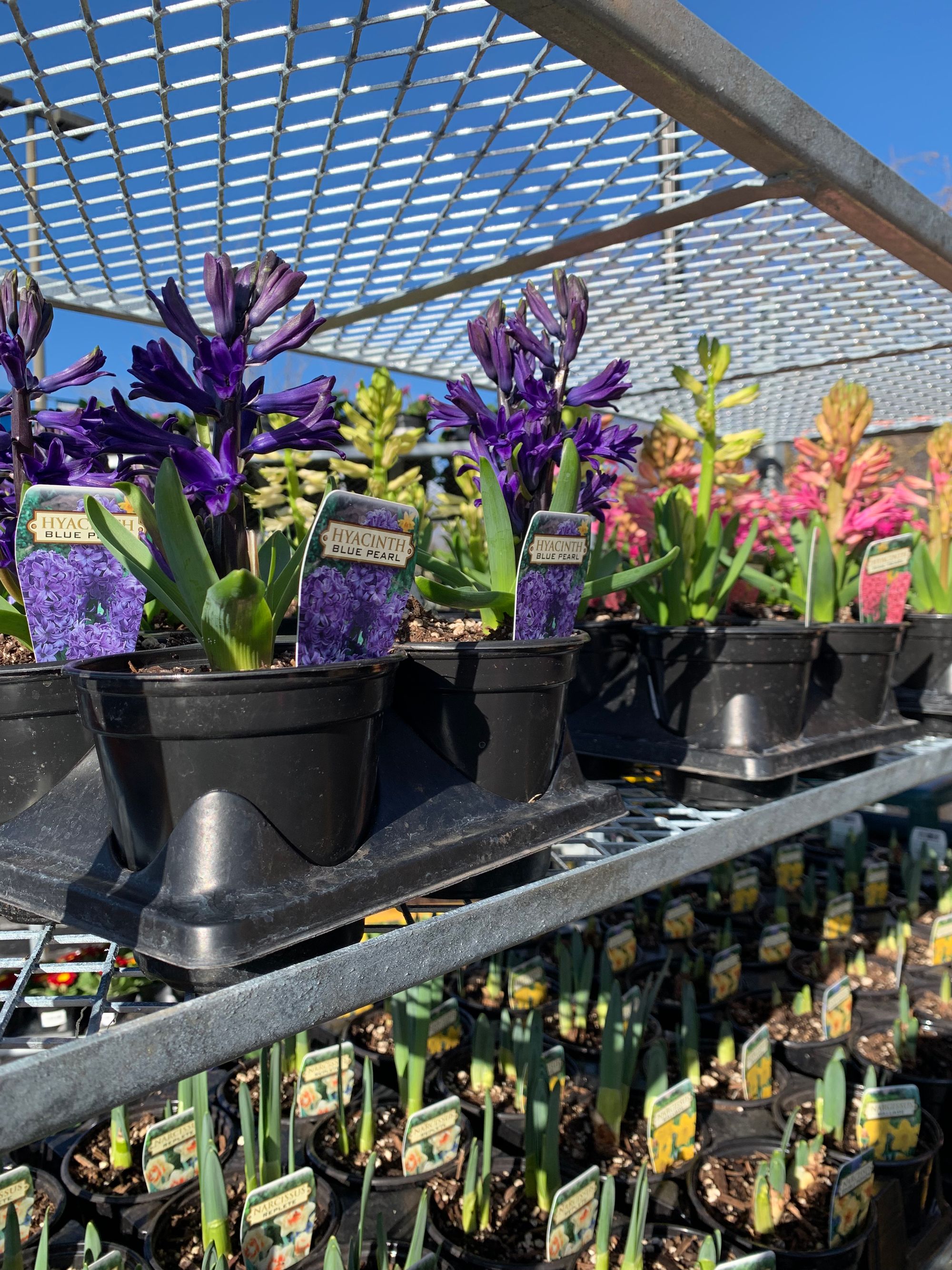 metal shelves with rows of spring bulbs in plastic pots, blue sky