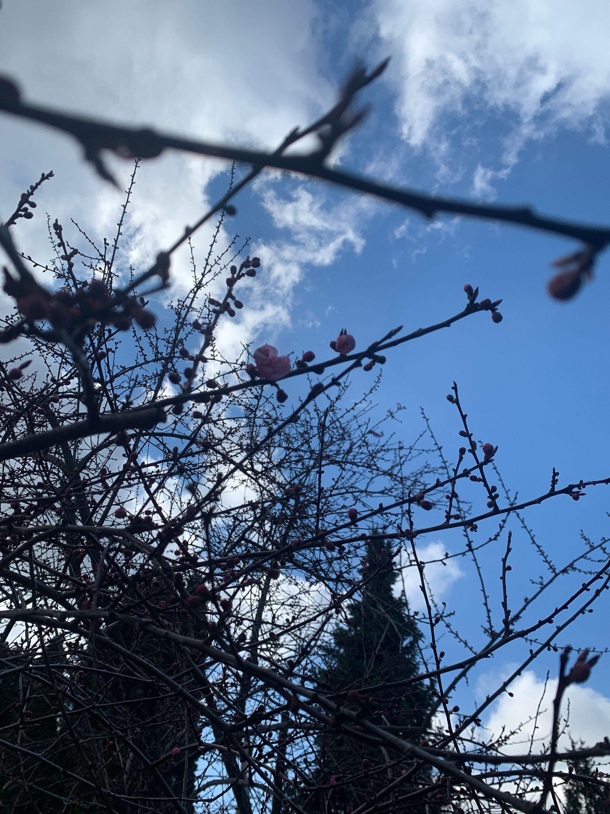 dark branches with a few pink flowers, evergreen trees & blue sky with white clouds in the background