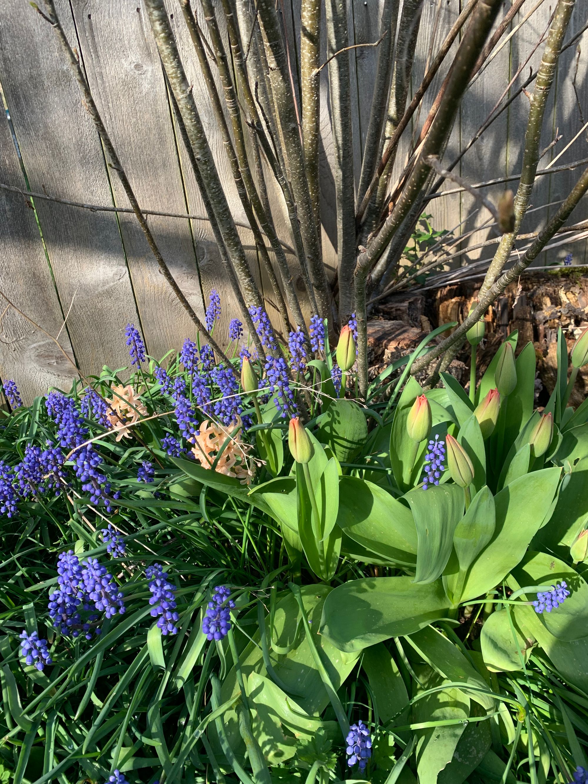 purple grape hyacinth, peach hyacinth & tulips against a grey wood fence