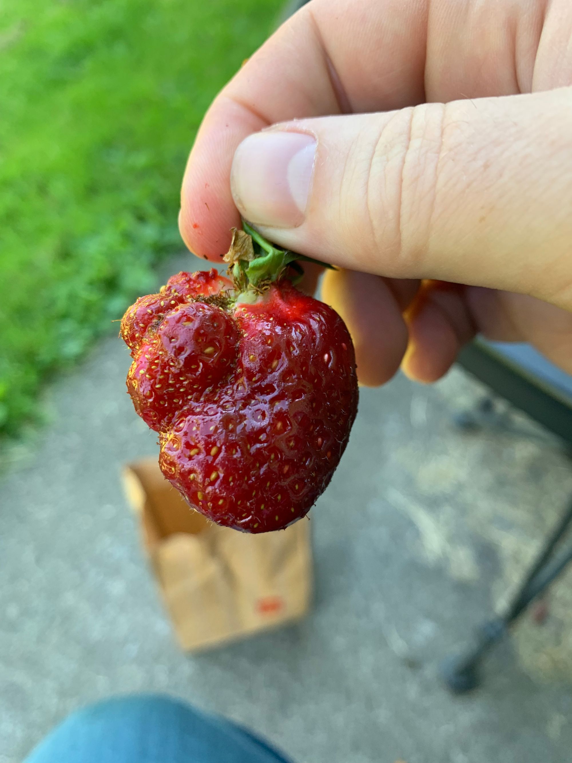 bright red strawberry shaped slightly like an anatomical heart held in a hand over an out of focus background