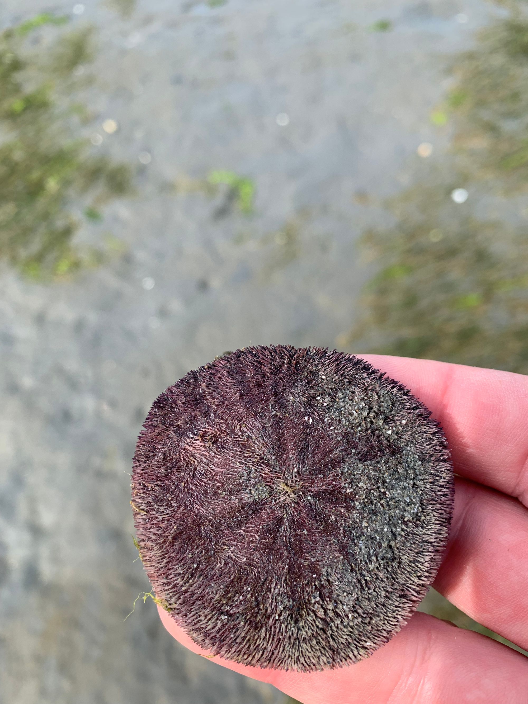 purple sand dollar held on three fingers above an out of focus sandy beach