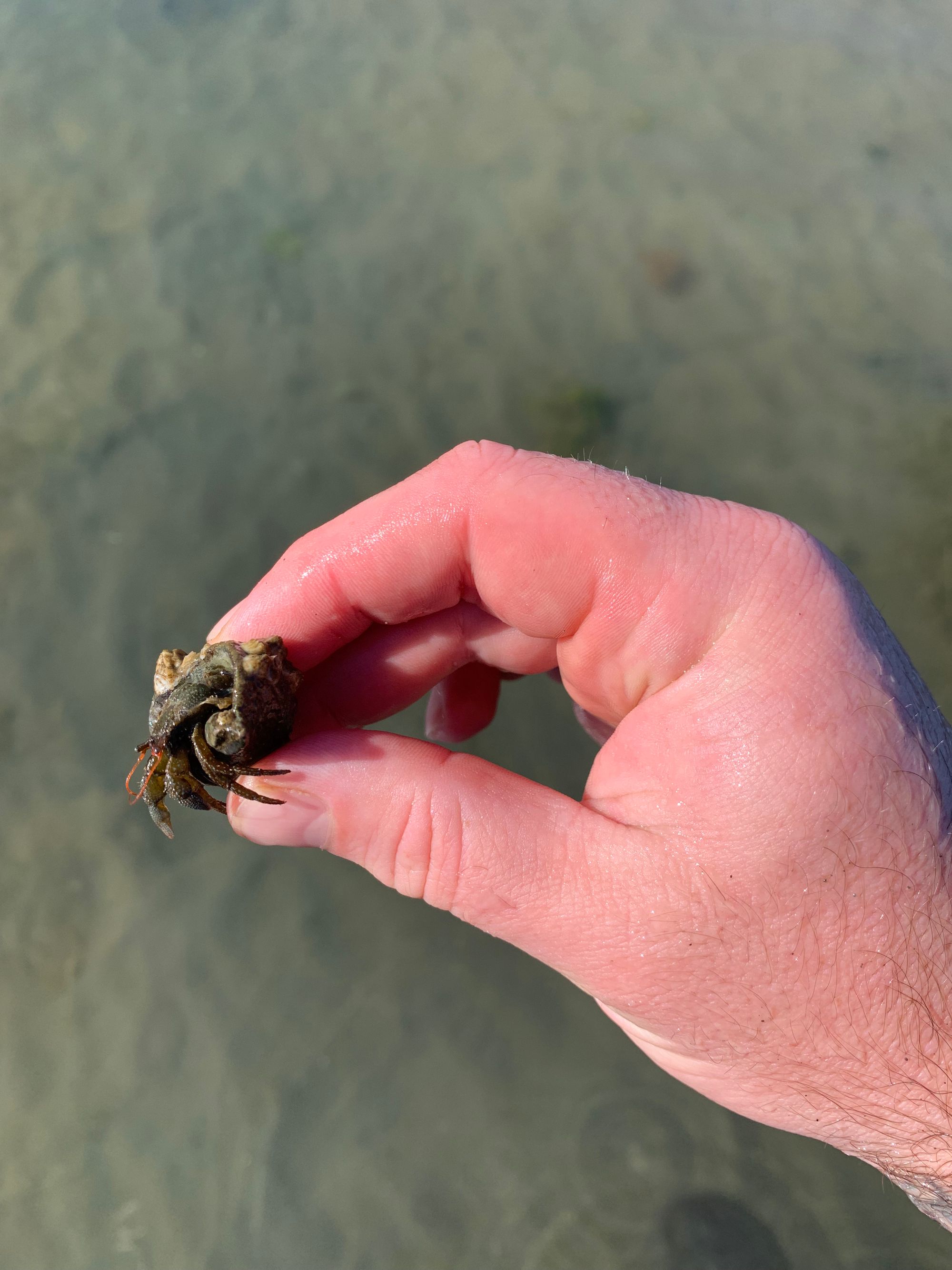 hermit crab with barnacles on its shell being held by a pinkish hand over shallow water