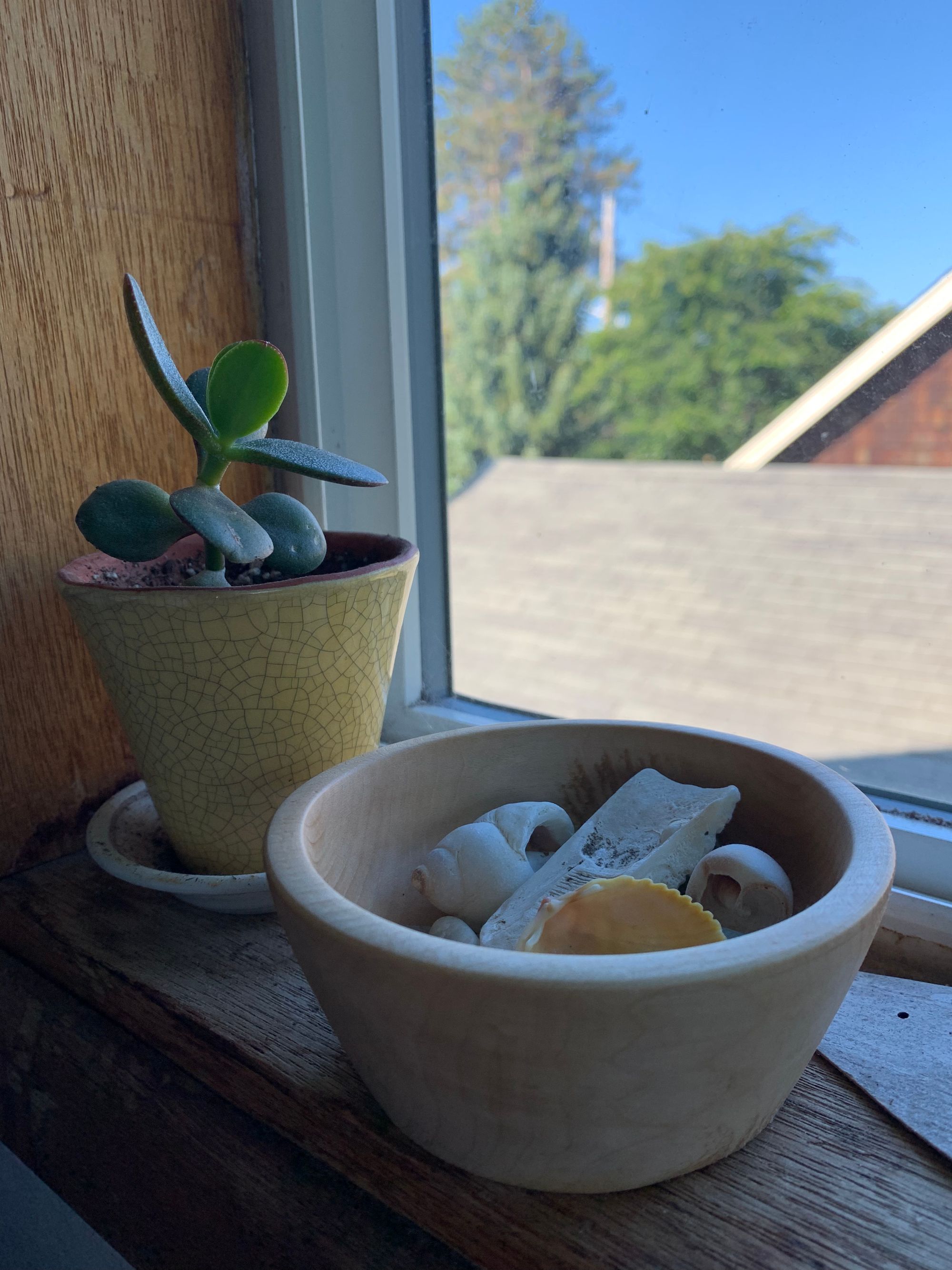 jade plant in crackled yellow pot, small wooden bowl full of seashells on a wooden windowsill