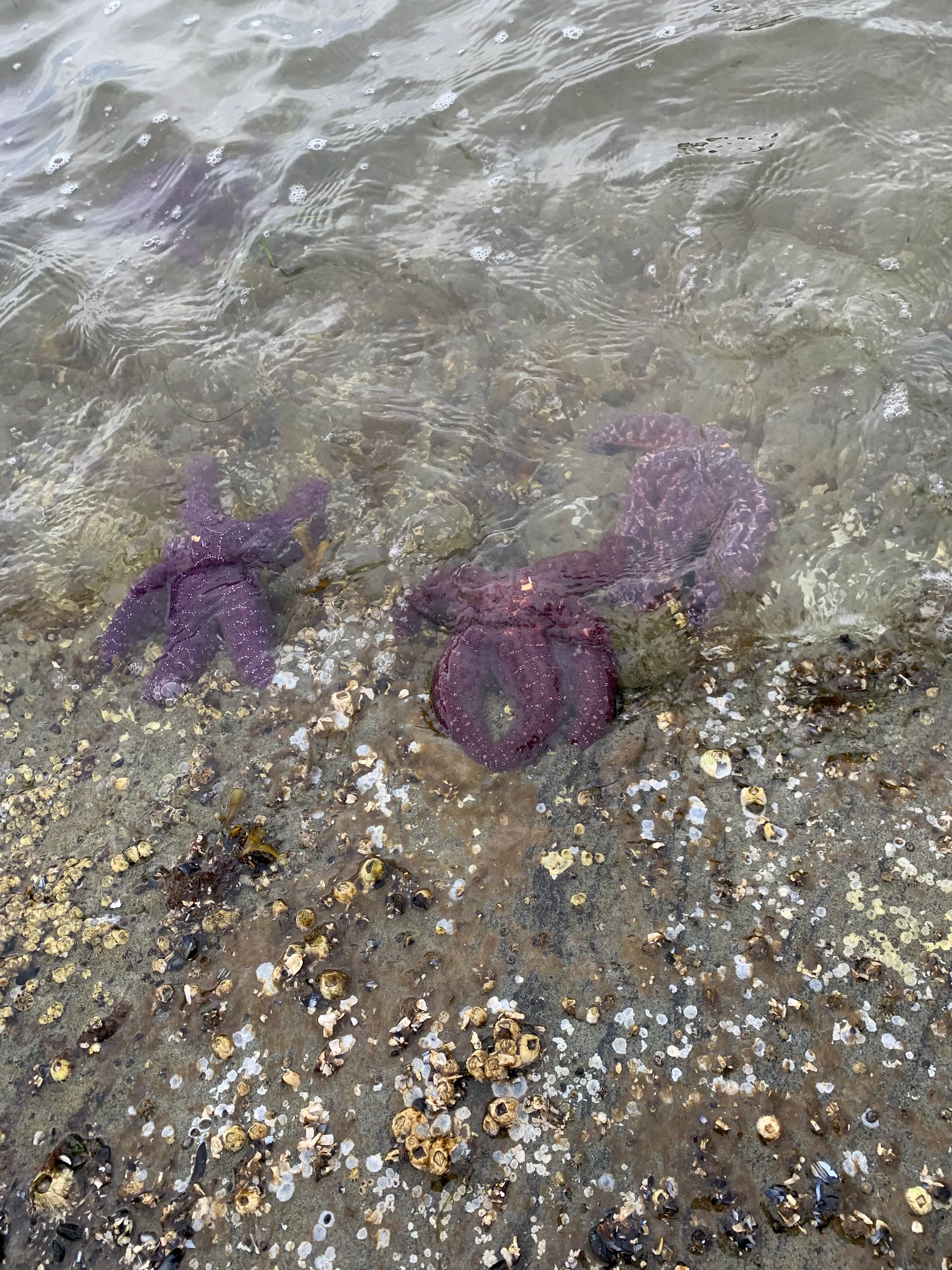 three purple starfish half in the water, barnacles & mussels scattered on sandstone