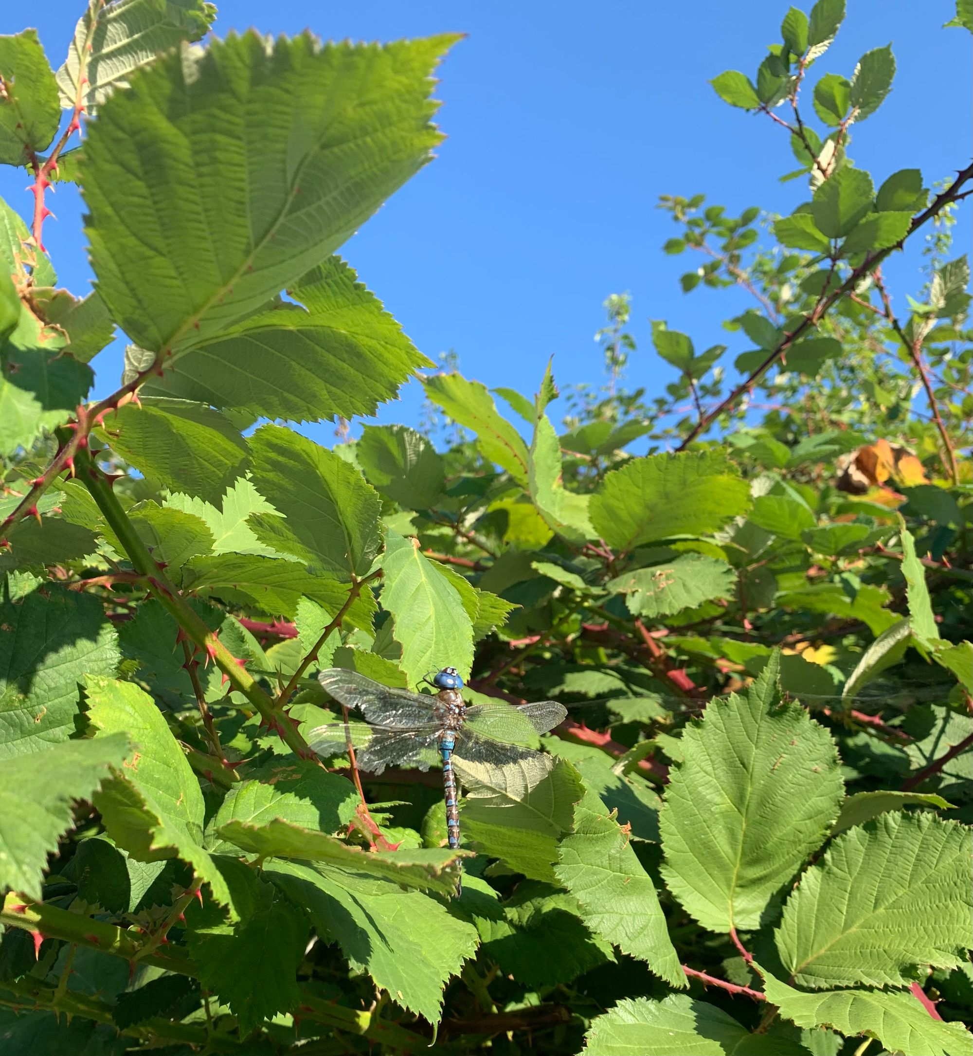 green blackberry vines & leaves, a large dragonfly with a blue head & slightly ragged transparent wings, very bright blue sky behind the bushes