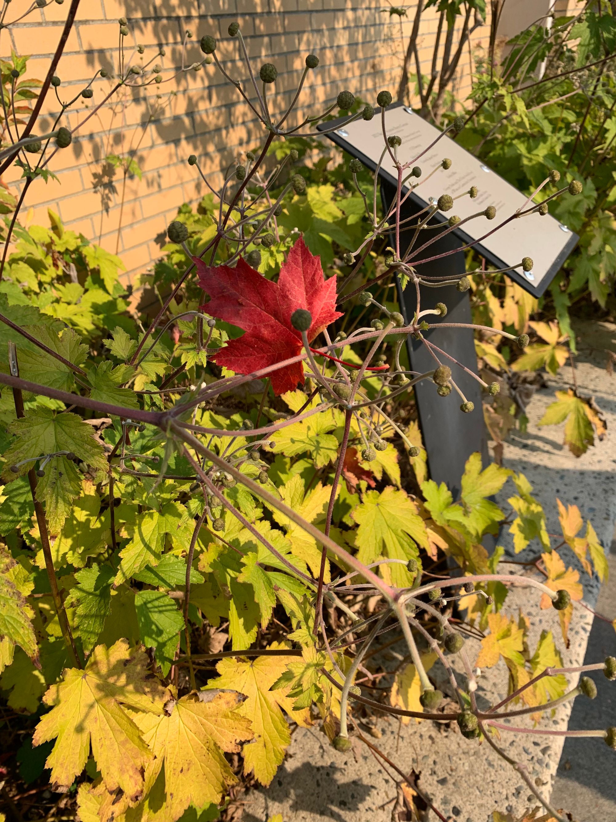 a red maple leaf caught on green leafy branches, a metal podium with unreadable writing in the background, brick wall in the far background