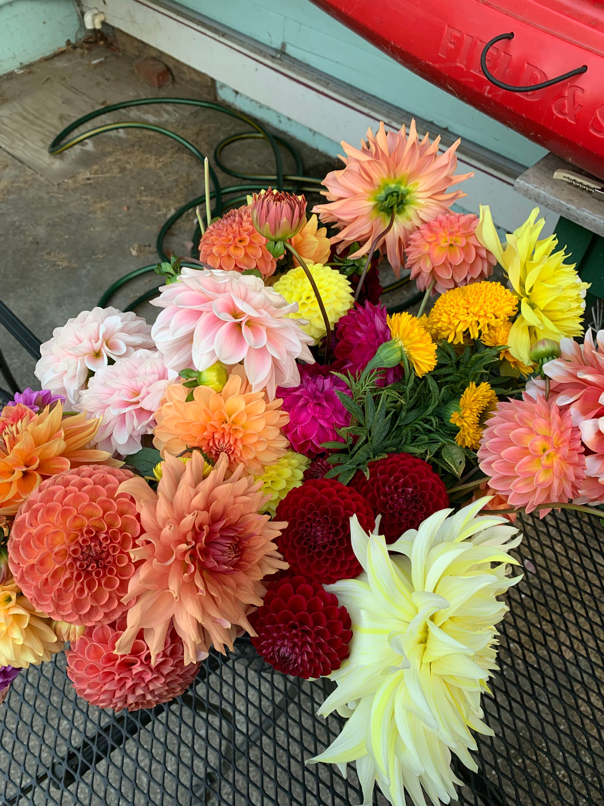 a huge bouquet of colorful fall dahlias & marigolds on a metal table