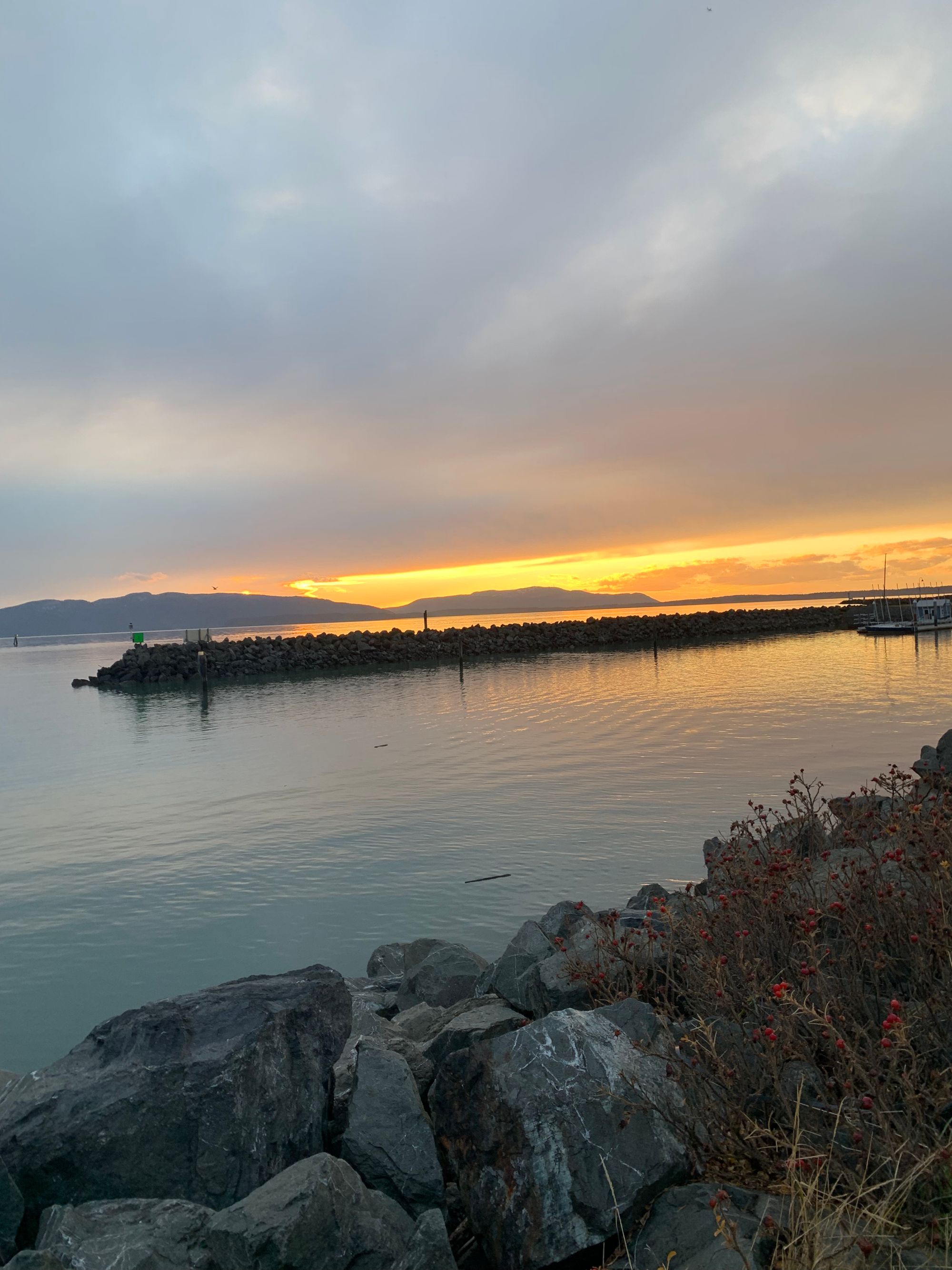 rocks in foreground, thorny rose branches with red hips, grey water, pinkish sunset