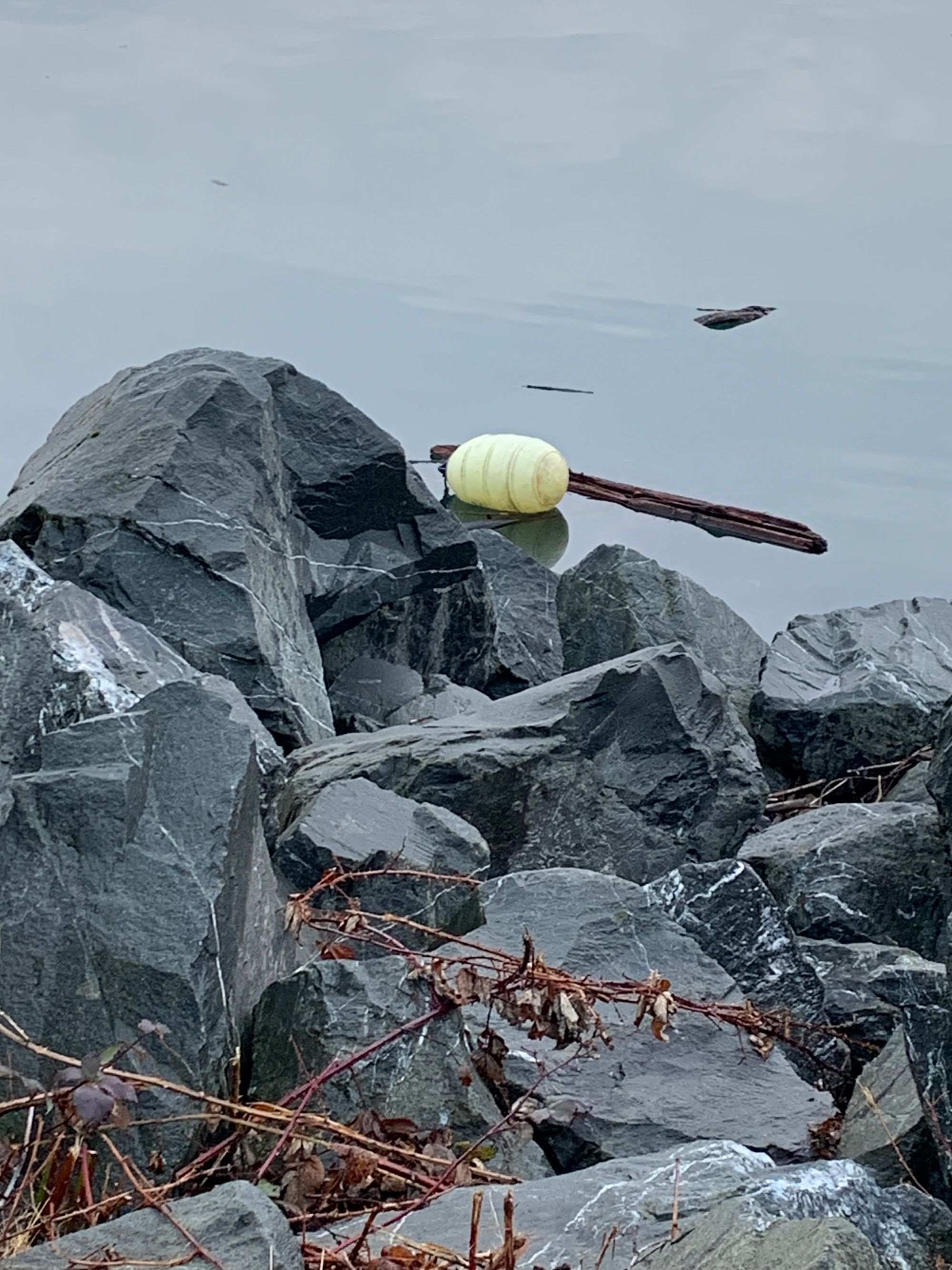 grey rocks with dead rose vines, a white plastic buoy floating on still grey water with a couple pieces of driftwood