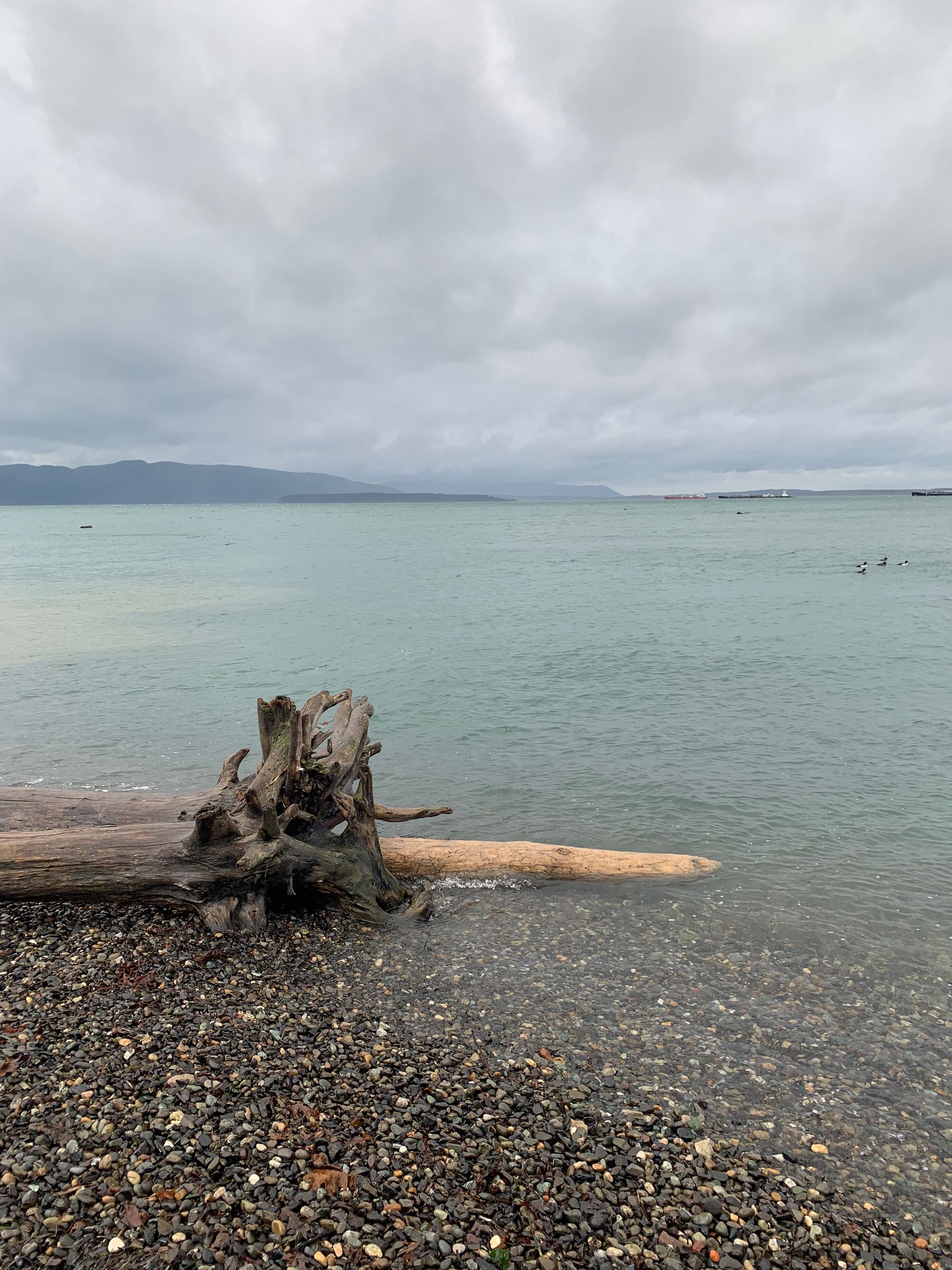 gravel beach, grey-green water, large driftwood, a few black & white sea birds, islands in the distance, a couple of container ships, grey sky with clouds