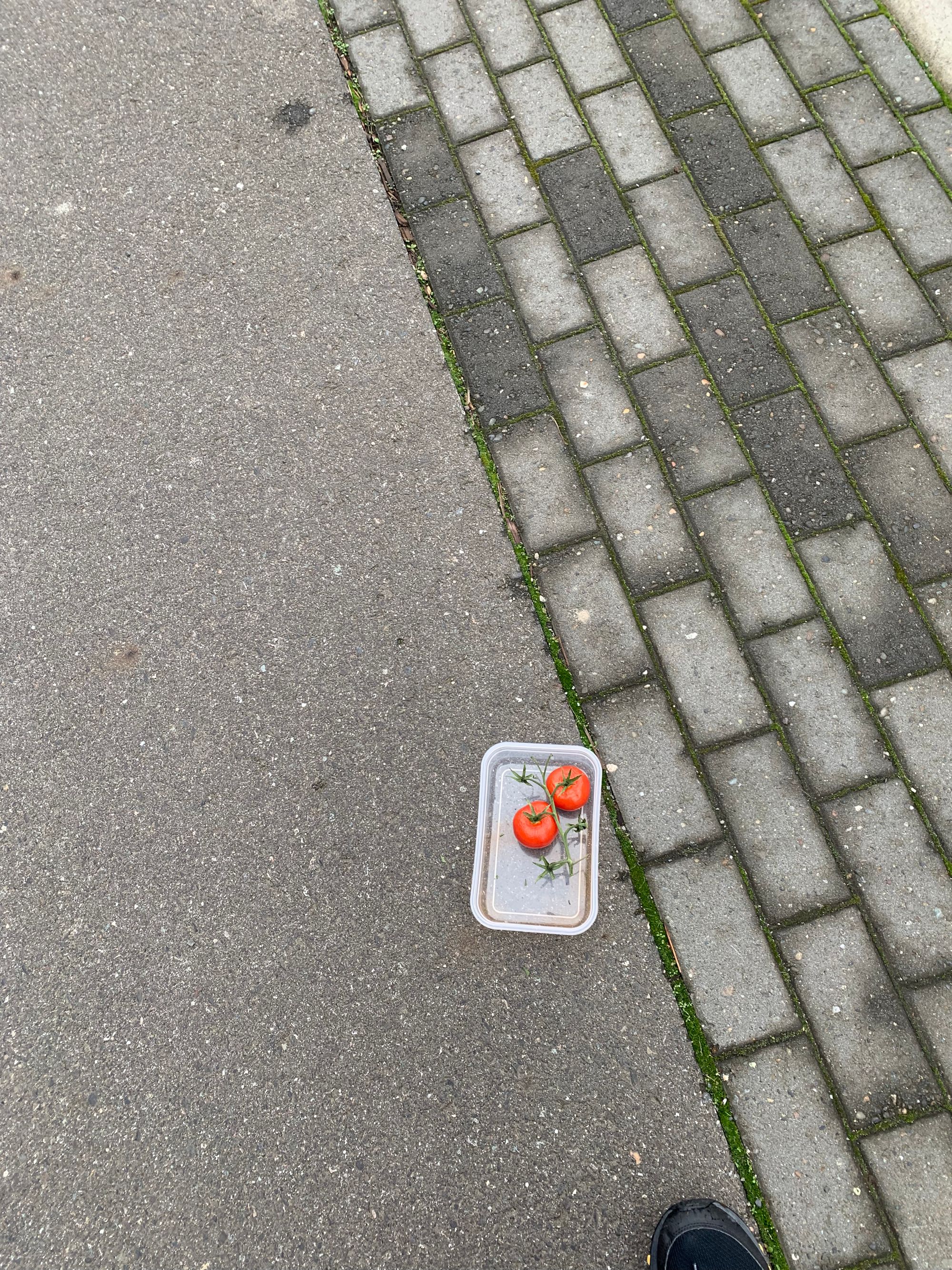 grey concrete walkway with a small plastic box holding two red tomatoes on the vine