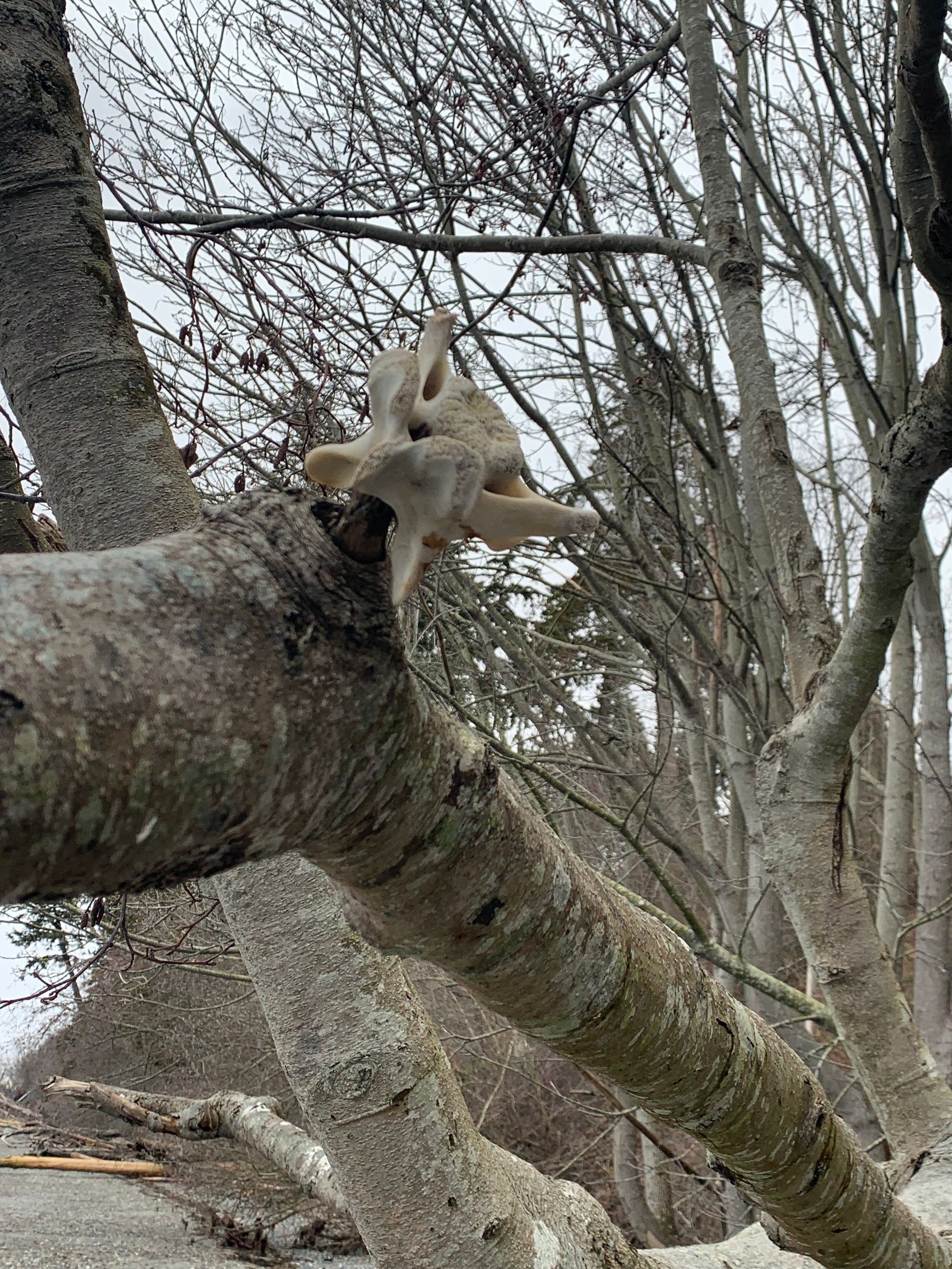 grey and brown bare branches with a bleached deer vertebrae hanging off them