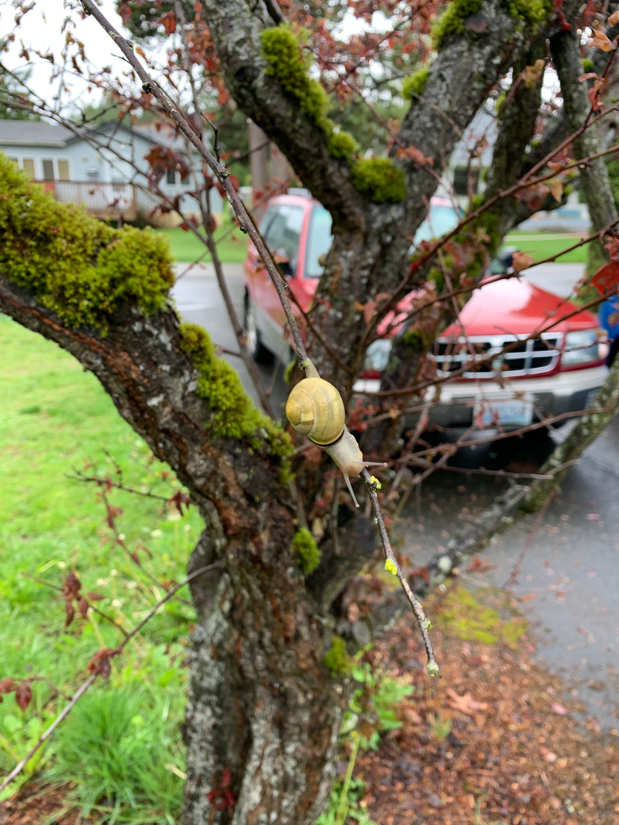 small yellow shelled snail crawling down a plum brunch, mossy trunk & green grass & red subaru in the background