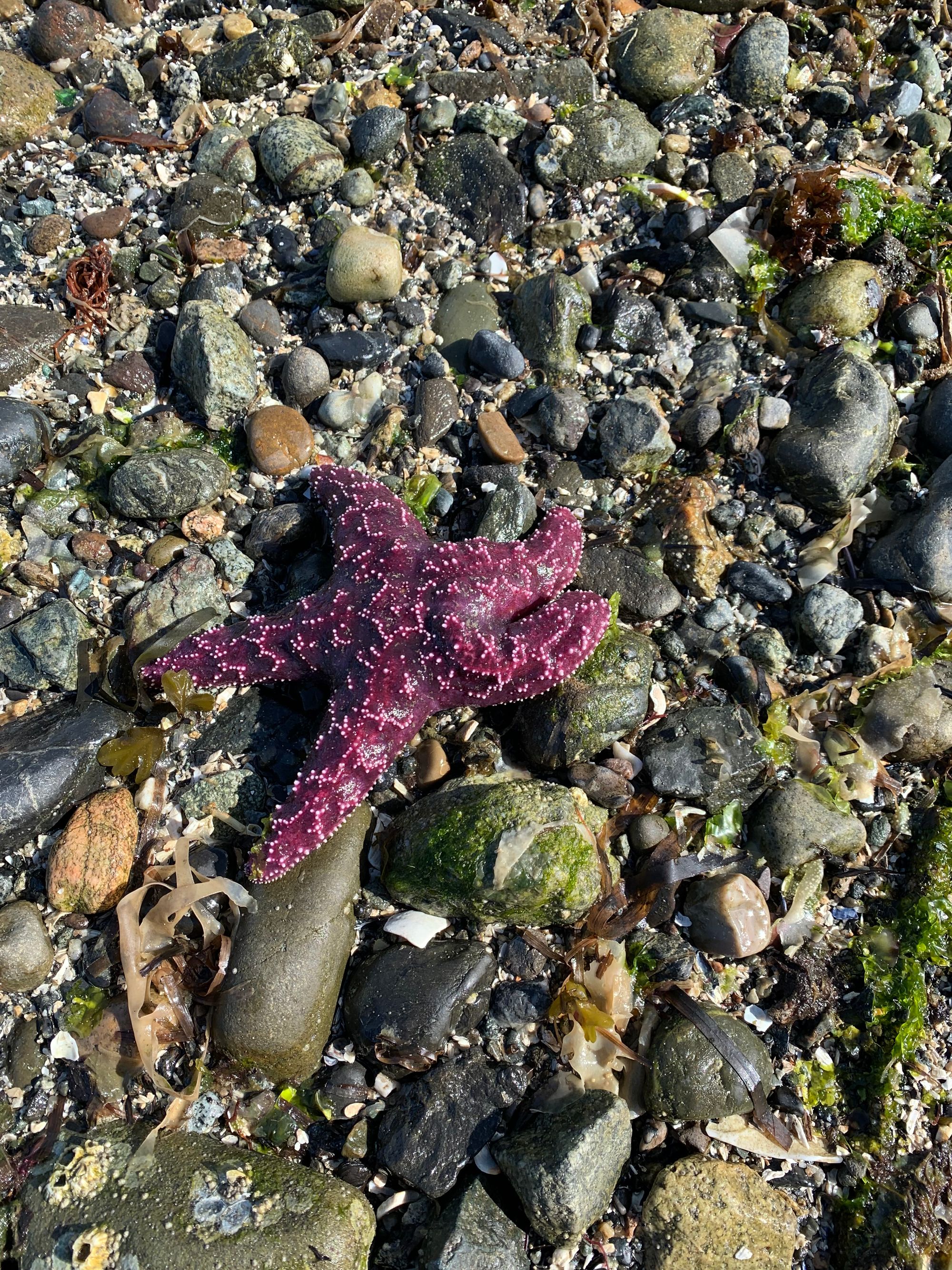 purple starfish on rocky beach