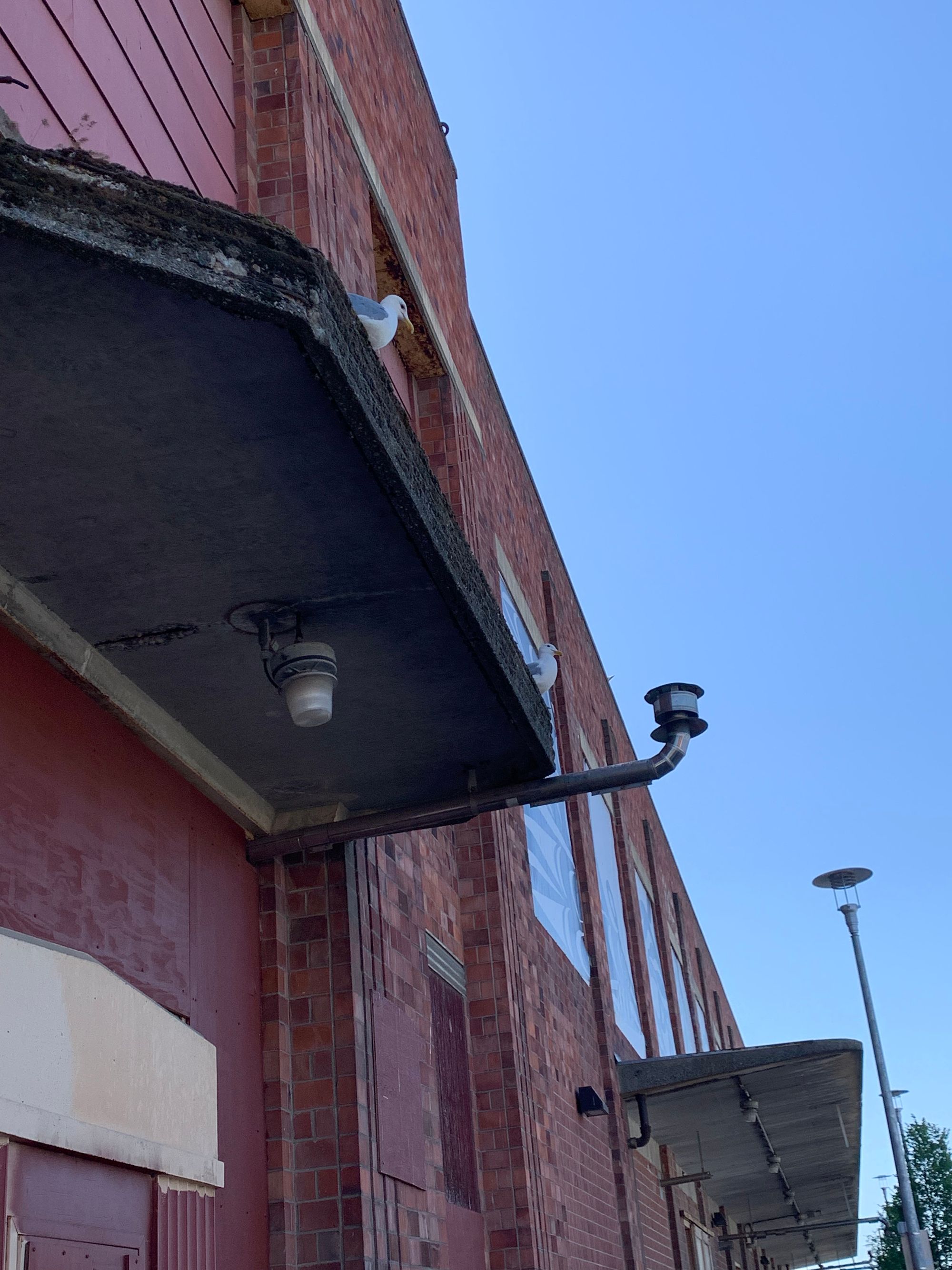 seagulls on a dilapidated roof, red brick walls, blue sky beyond