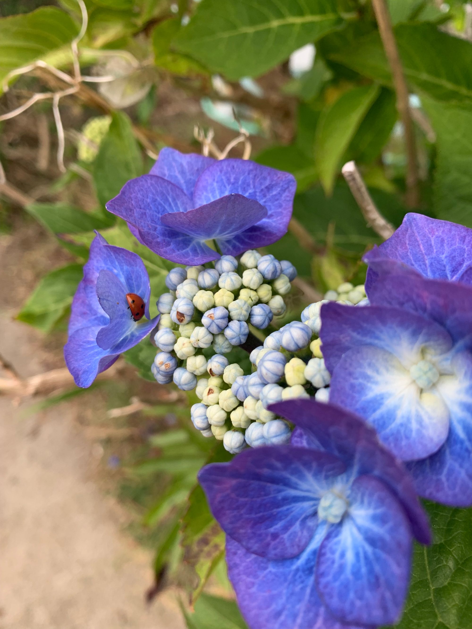 close up of a deep purple blue hydrangea blossom with a small red ladybug