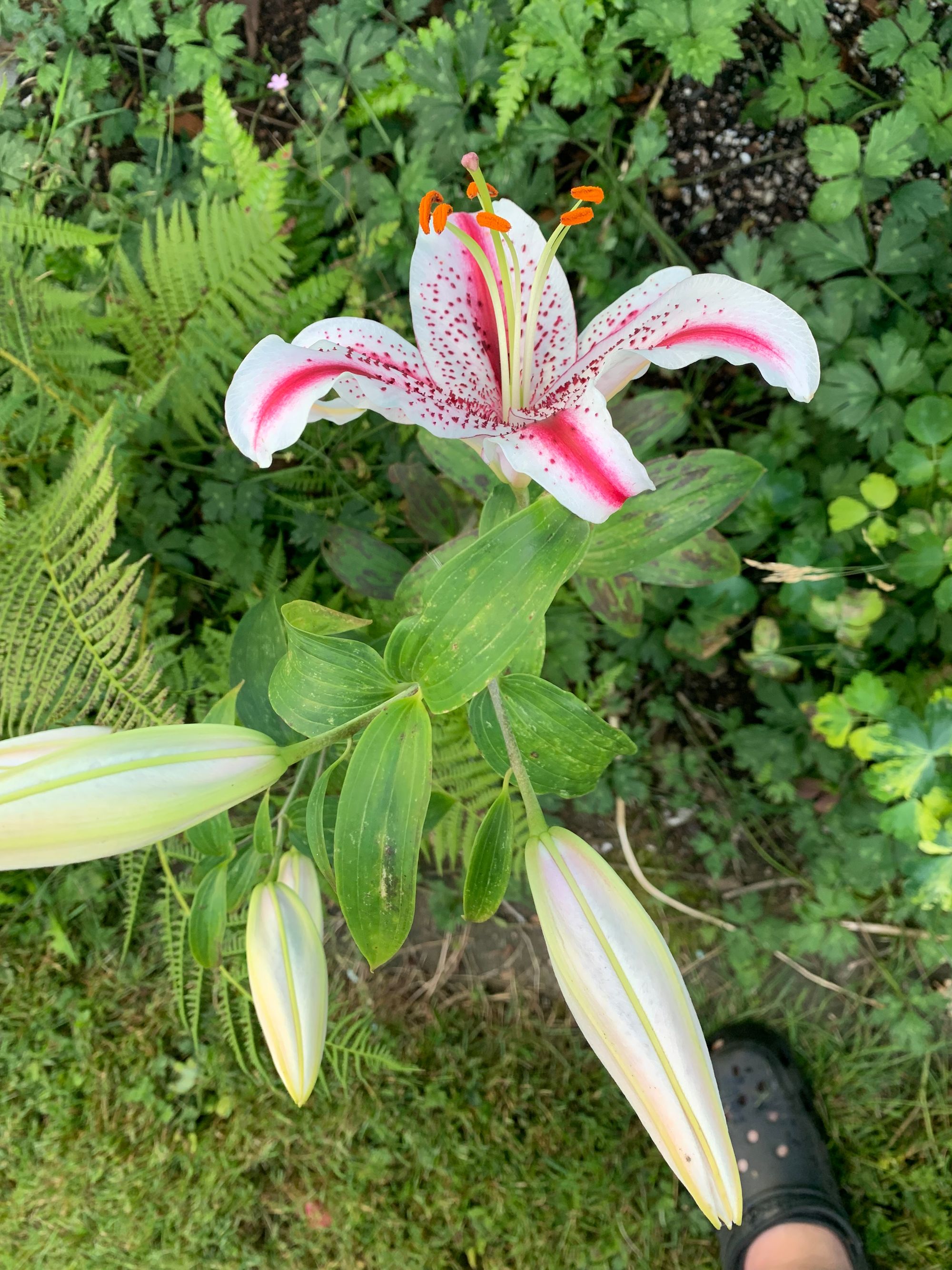 green plants, bright white & pink lily & several buds