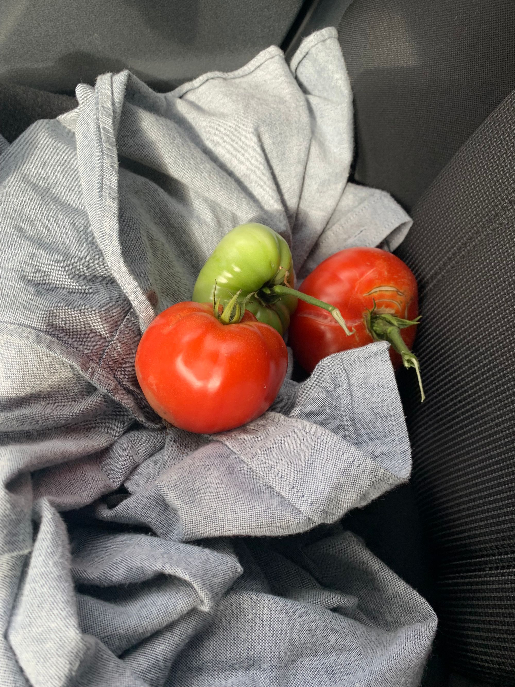 two red tomatoes & one green on cradled on thick grey fabric