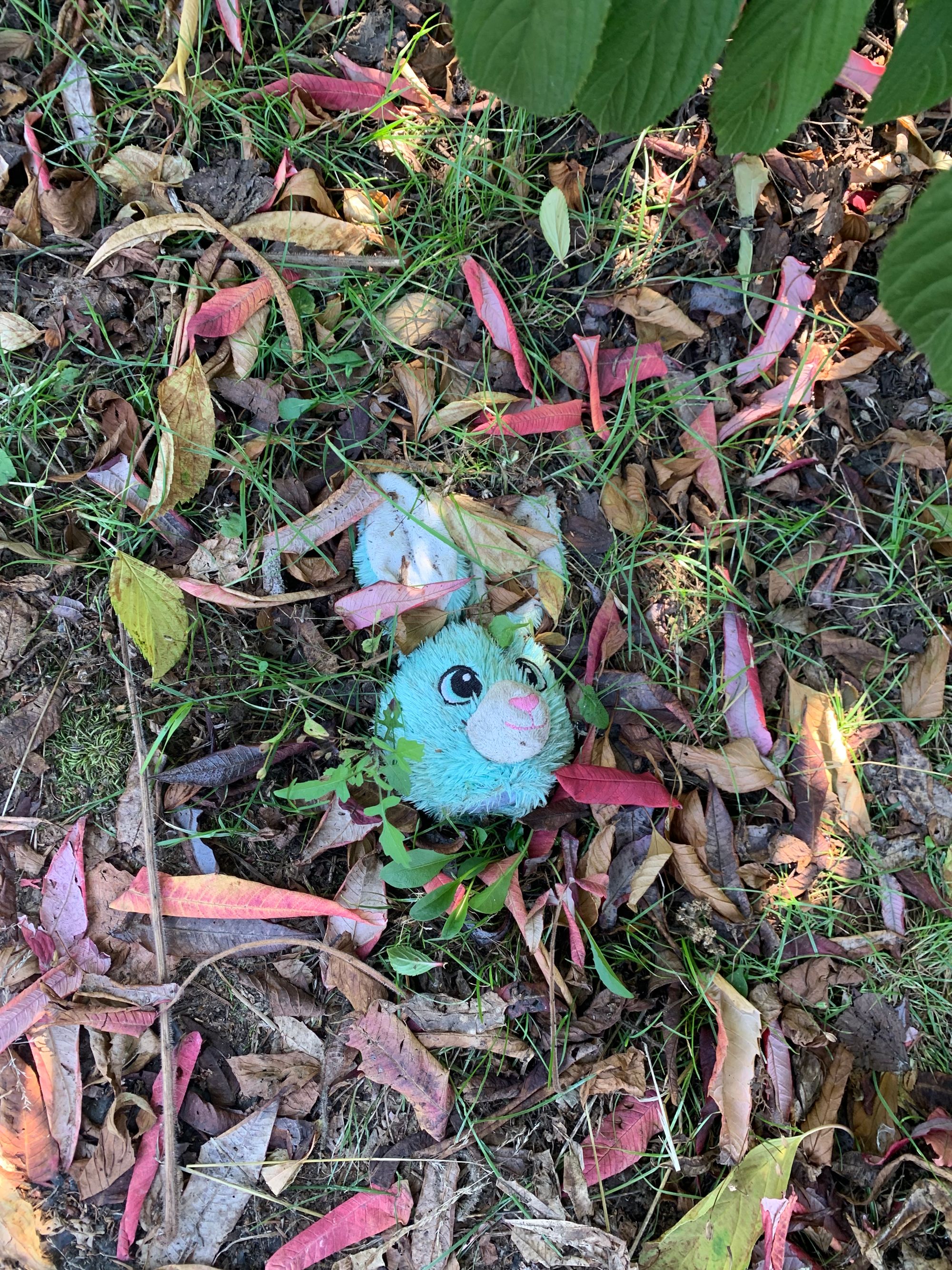 blue rabbit stuffed animal head with big black eyes lying on grass & dead leaves