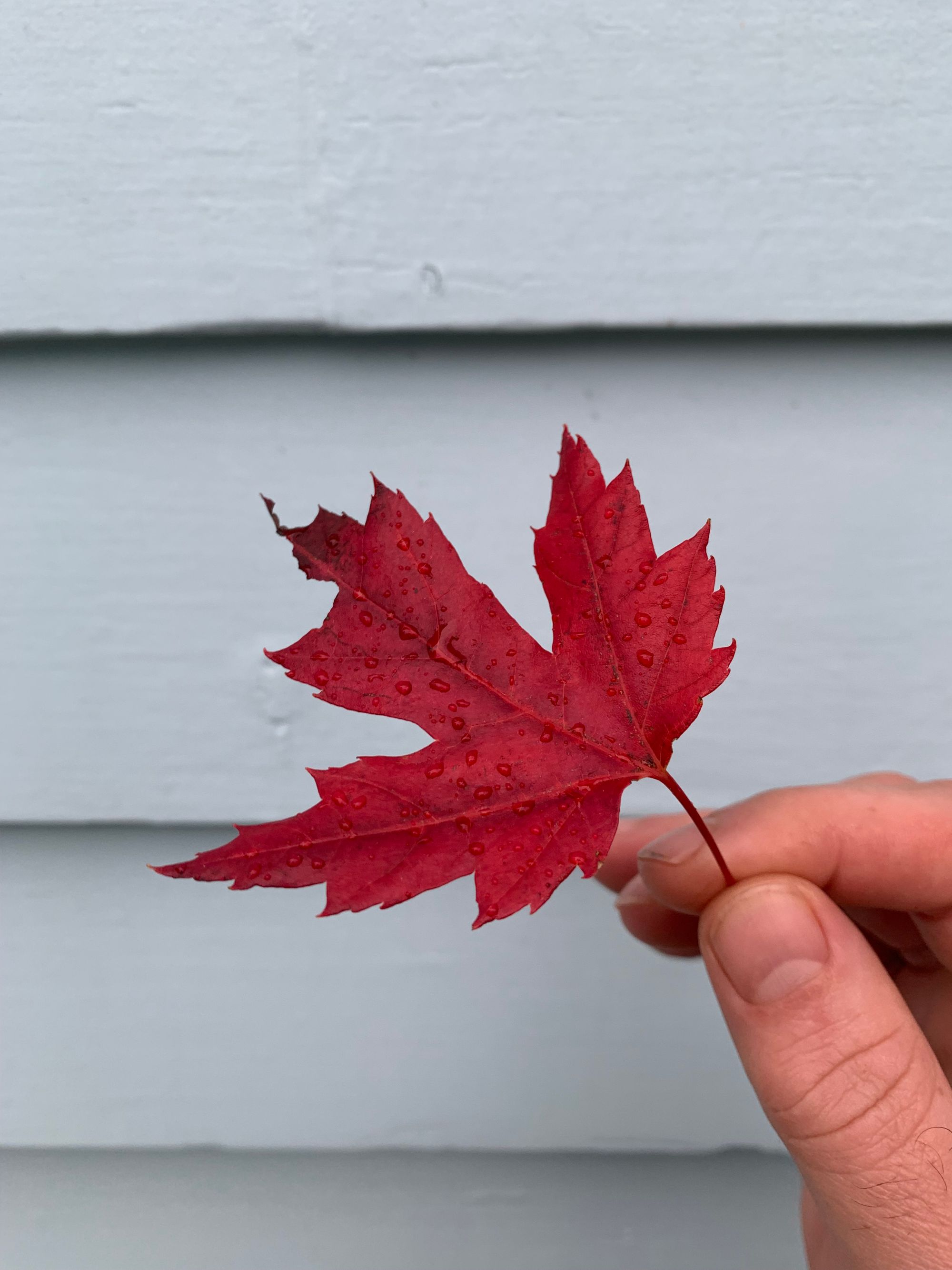 a single small red maple leaf, held up against a wall by a hand with slightly dirty fingers