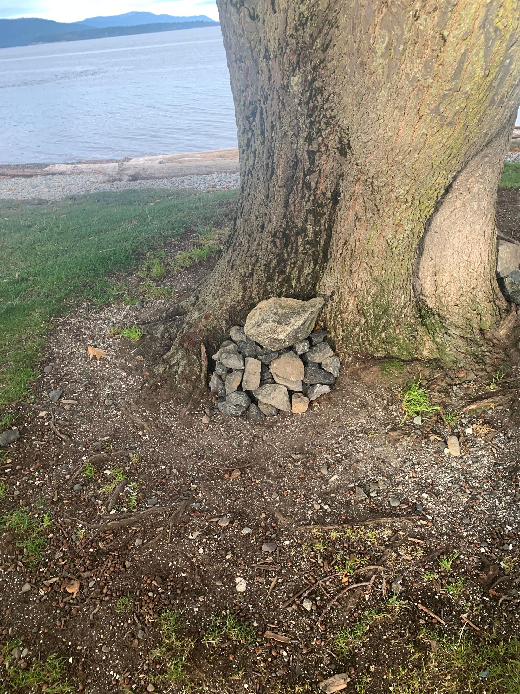 a pile of rocks at the base of a large tree, grey water in the background