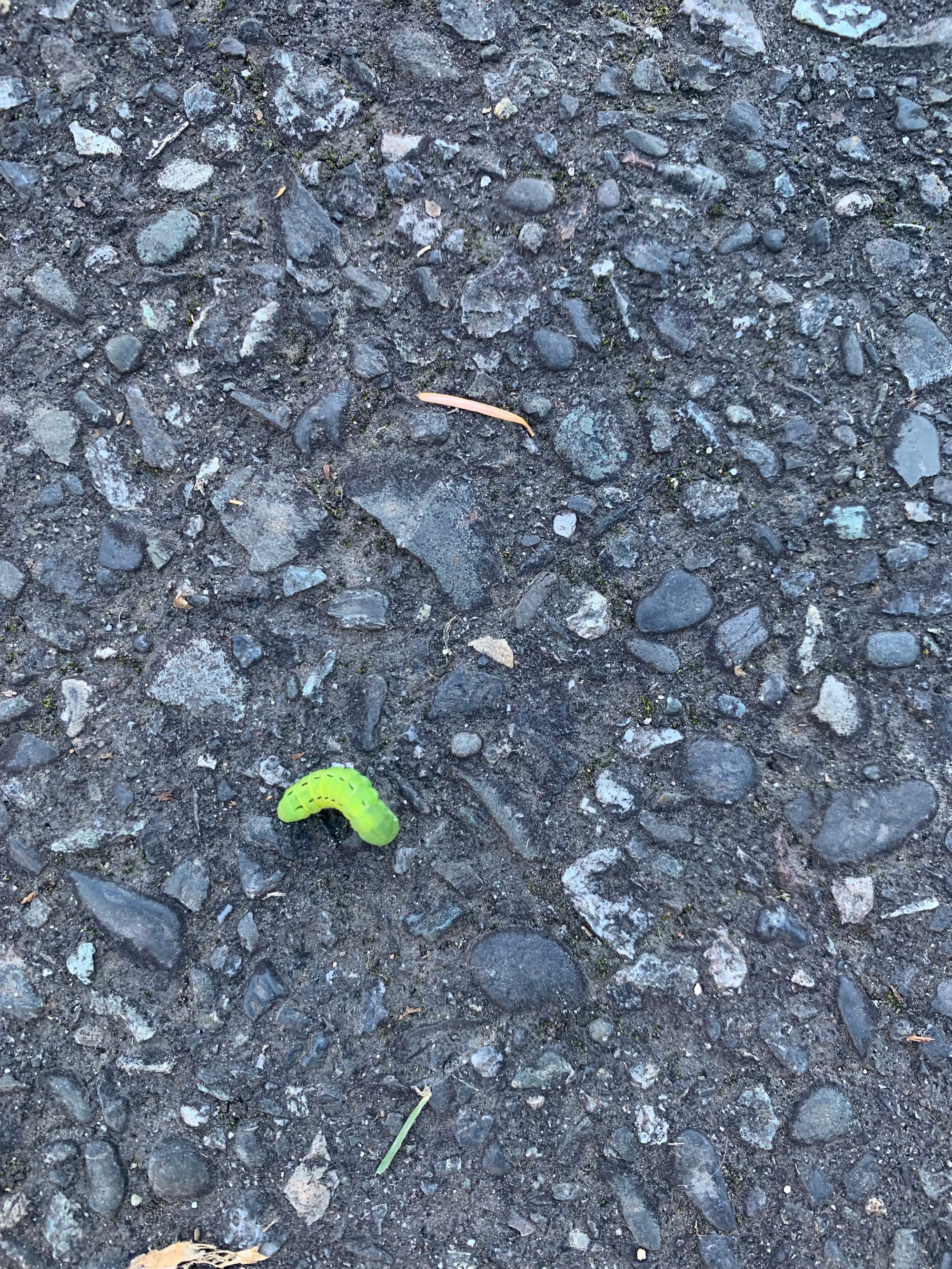 an almost neon green caterpillar, very small, on dark grey asphalt