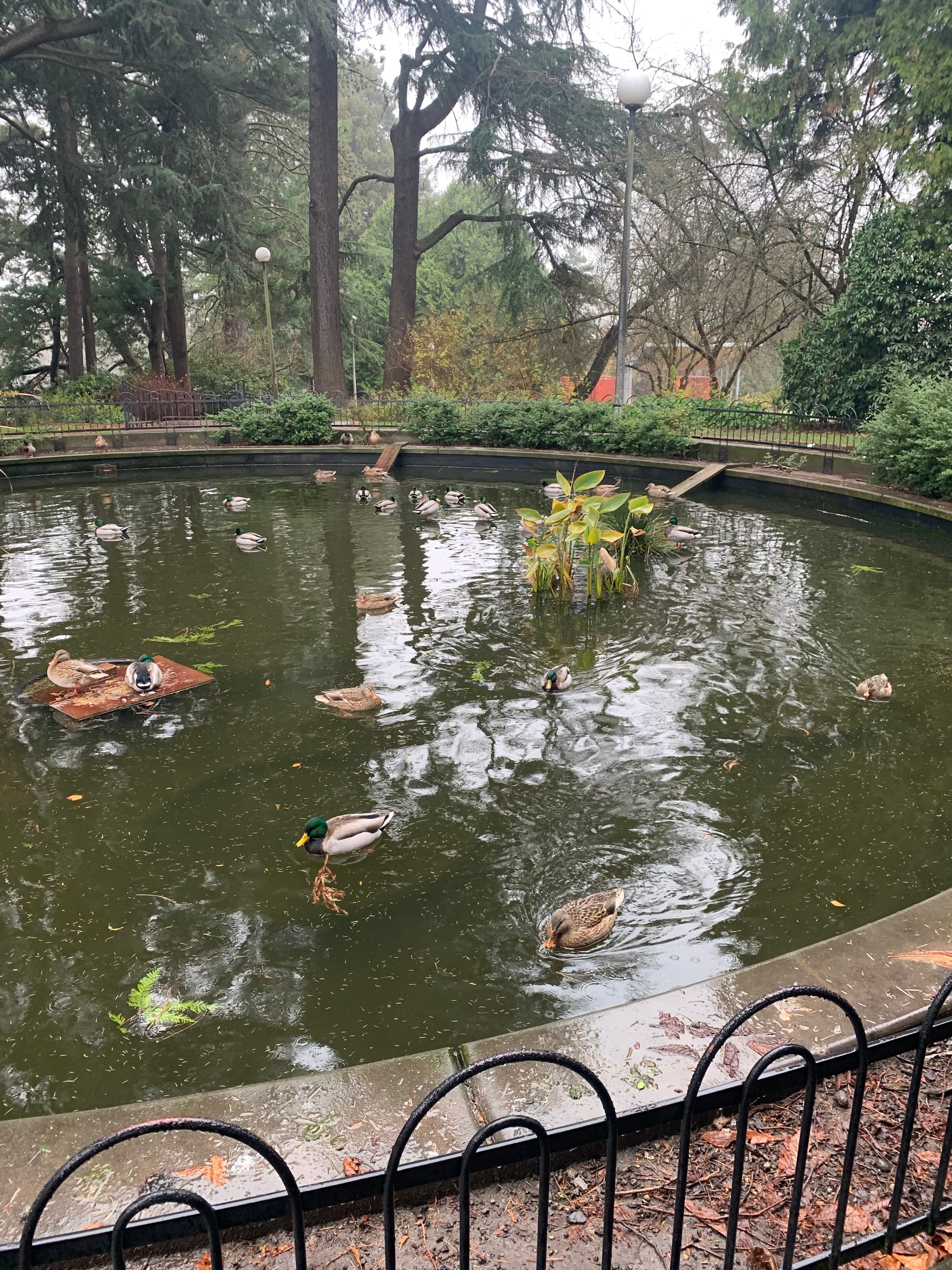 a round pond, with quite a few mallards, little wooden ramps leading down into the water, surrounded by a low metal fence & trees