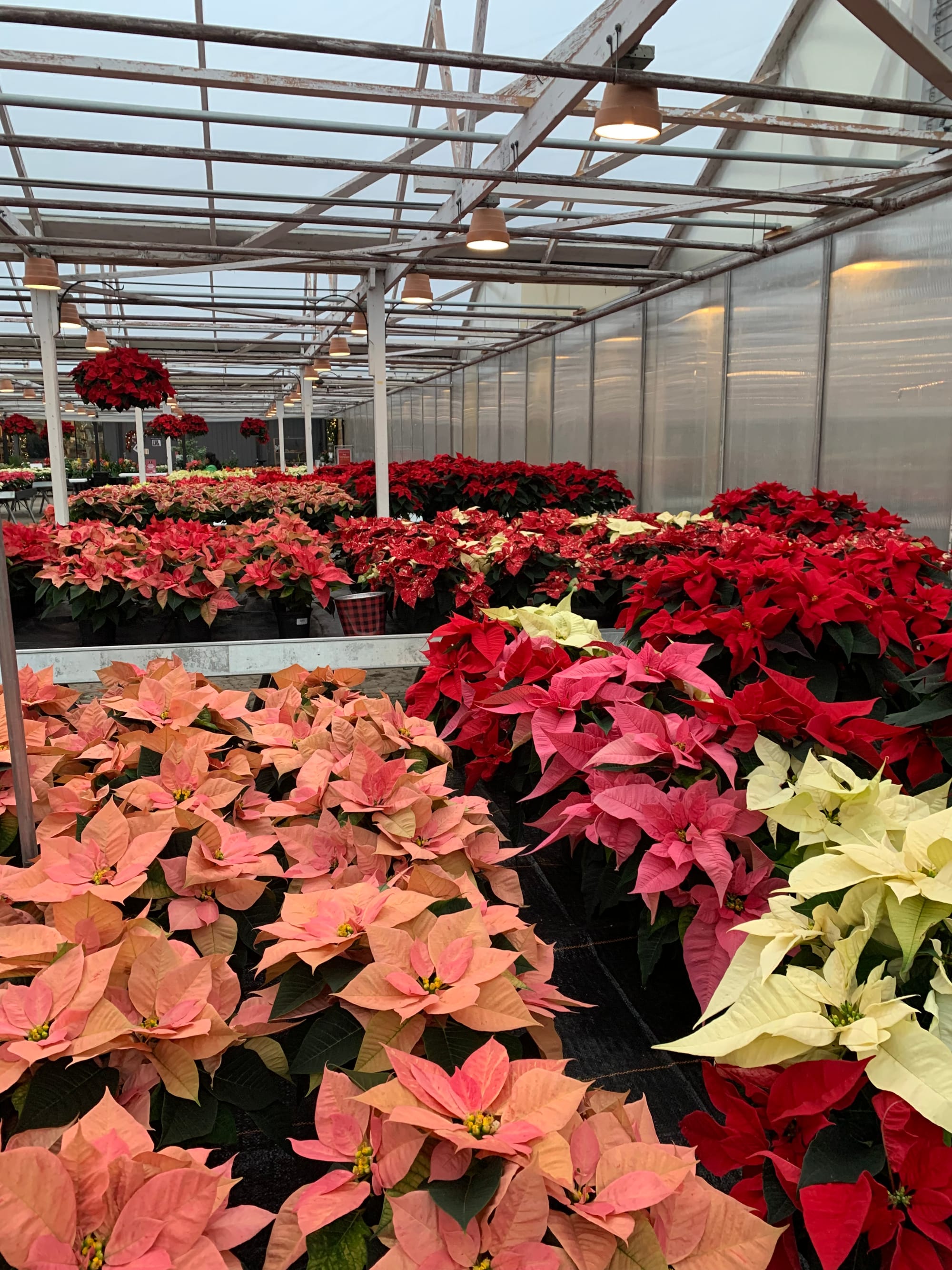 an indoor greenhouse filled with rows of pink & red & white poinsettias