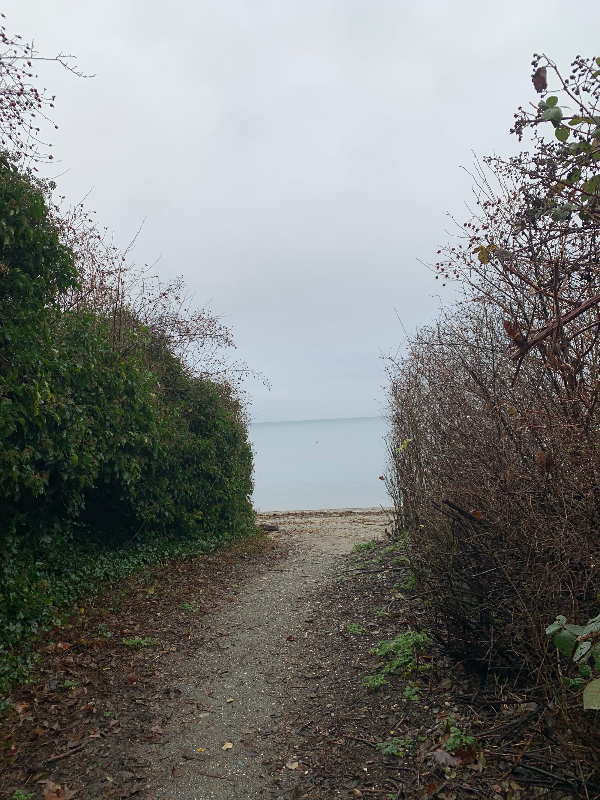 hedges surrounding a gravel path looking out onto a grey sea