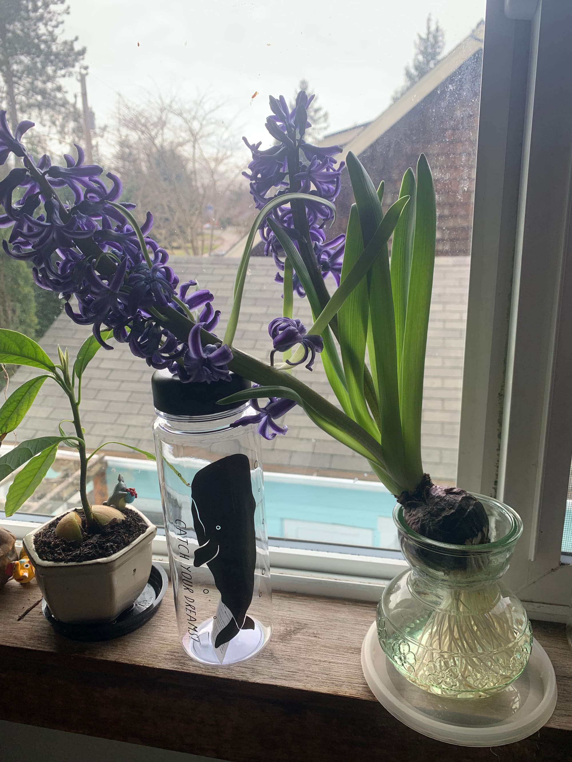blooming purple hyacinth in a glass vase, leaning against a plastic bottle with a black whale on it, bottle says "catch your dreams," next to a small avocado plant, on a windowsill