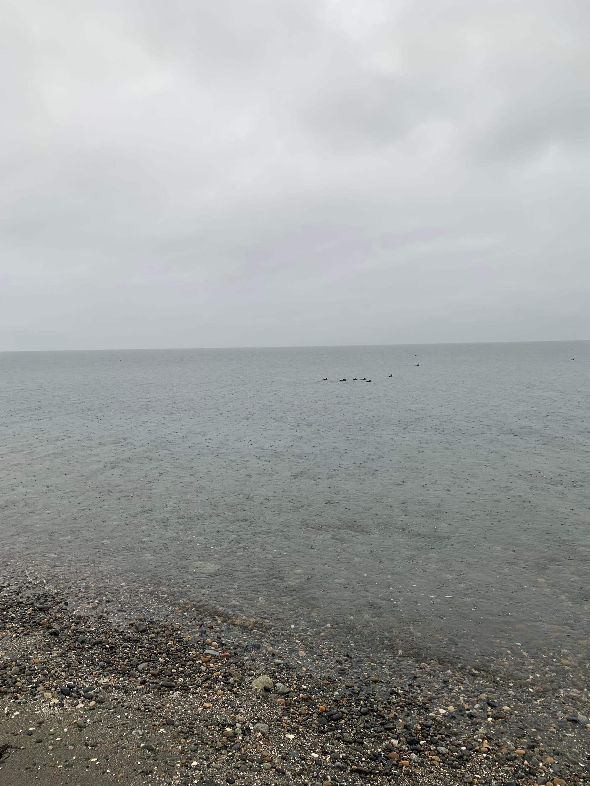 pebble beach, grey water, grey sky, a few black birds floating