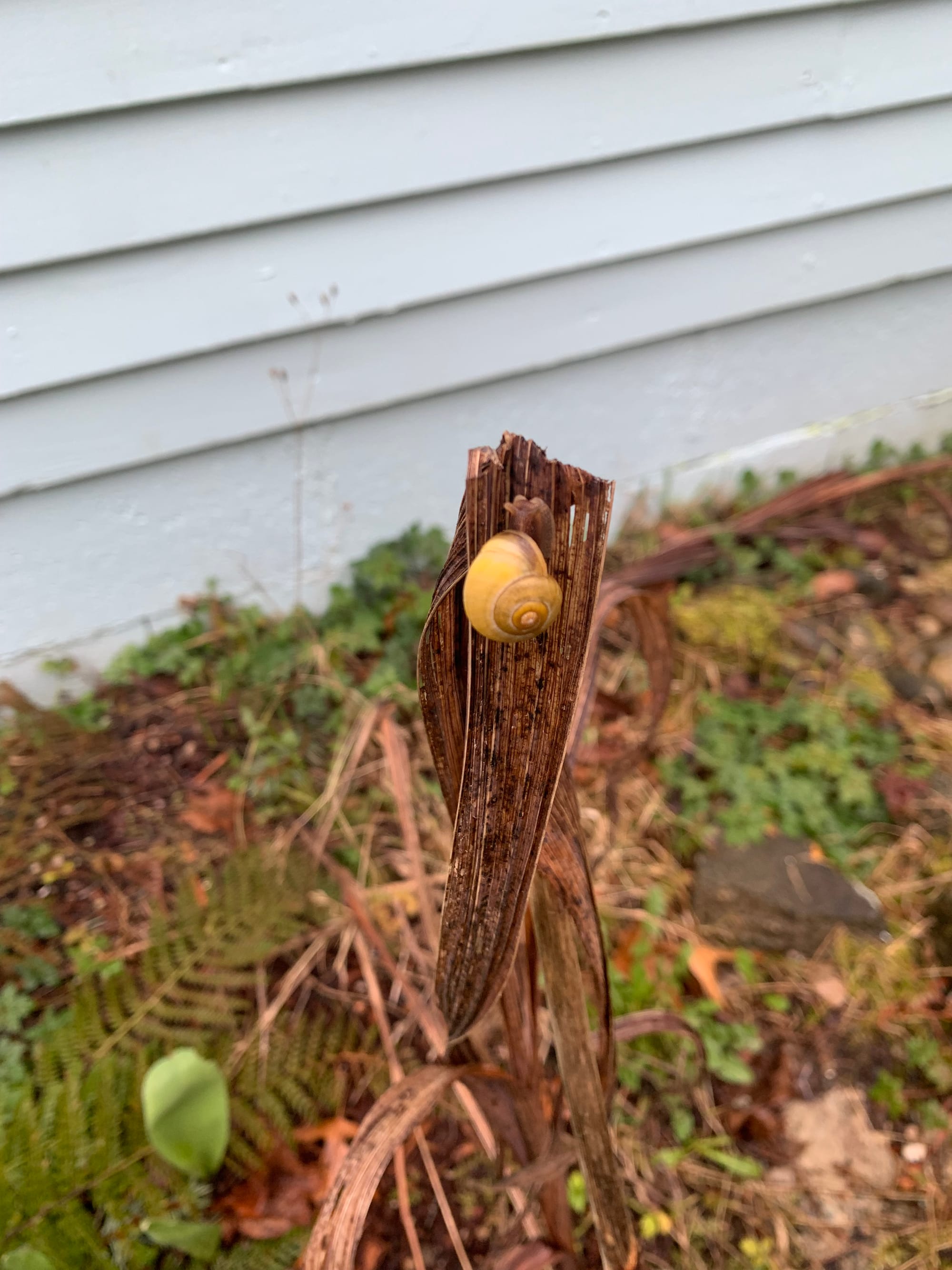 small yellow snail crawling up a dead plant stalk, green and brown plants in the background, light blue wall