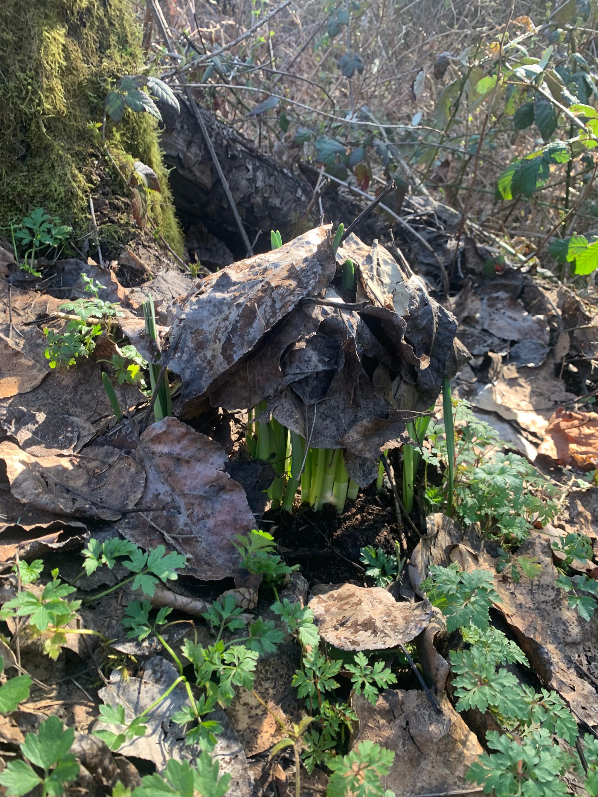 a cluster of daffodil stalks pushing up a clump of dried leaves